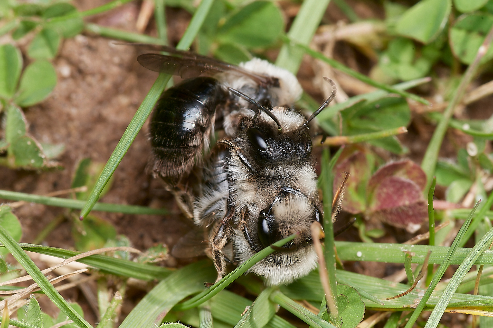 Grey-backed Mining Bee (Andrena vaga) Brundall 04/23