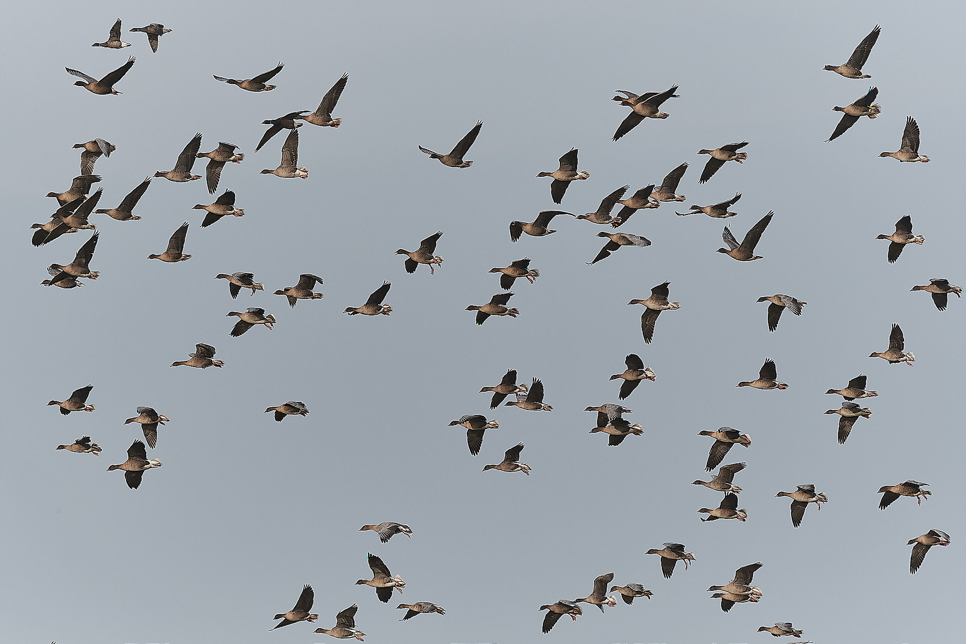 Pinkfeet (Anser brachyrhynuchus)