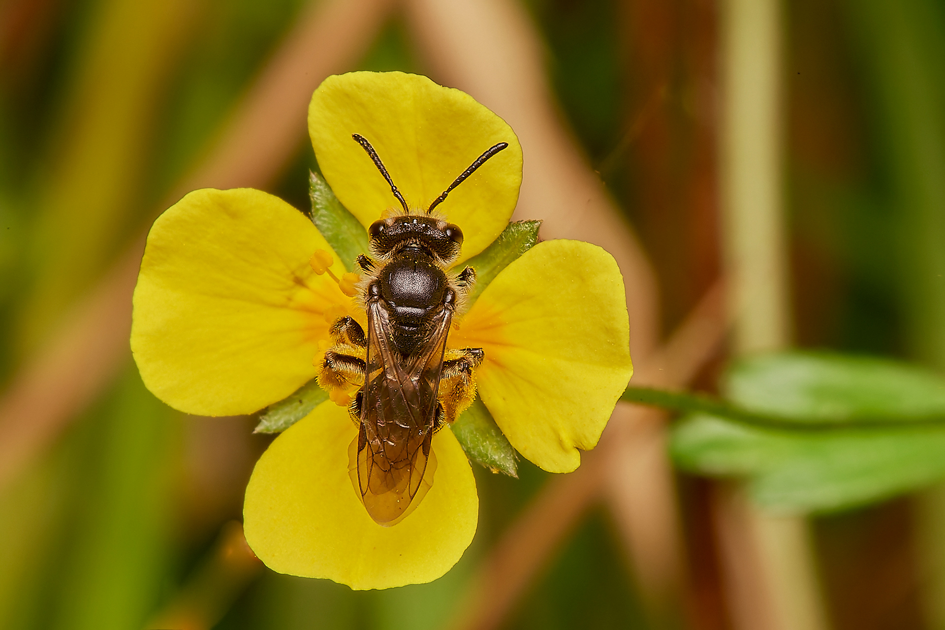 Tormentil Mining bee (Andrena tarsatta)