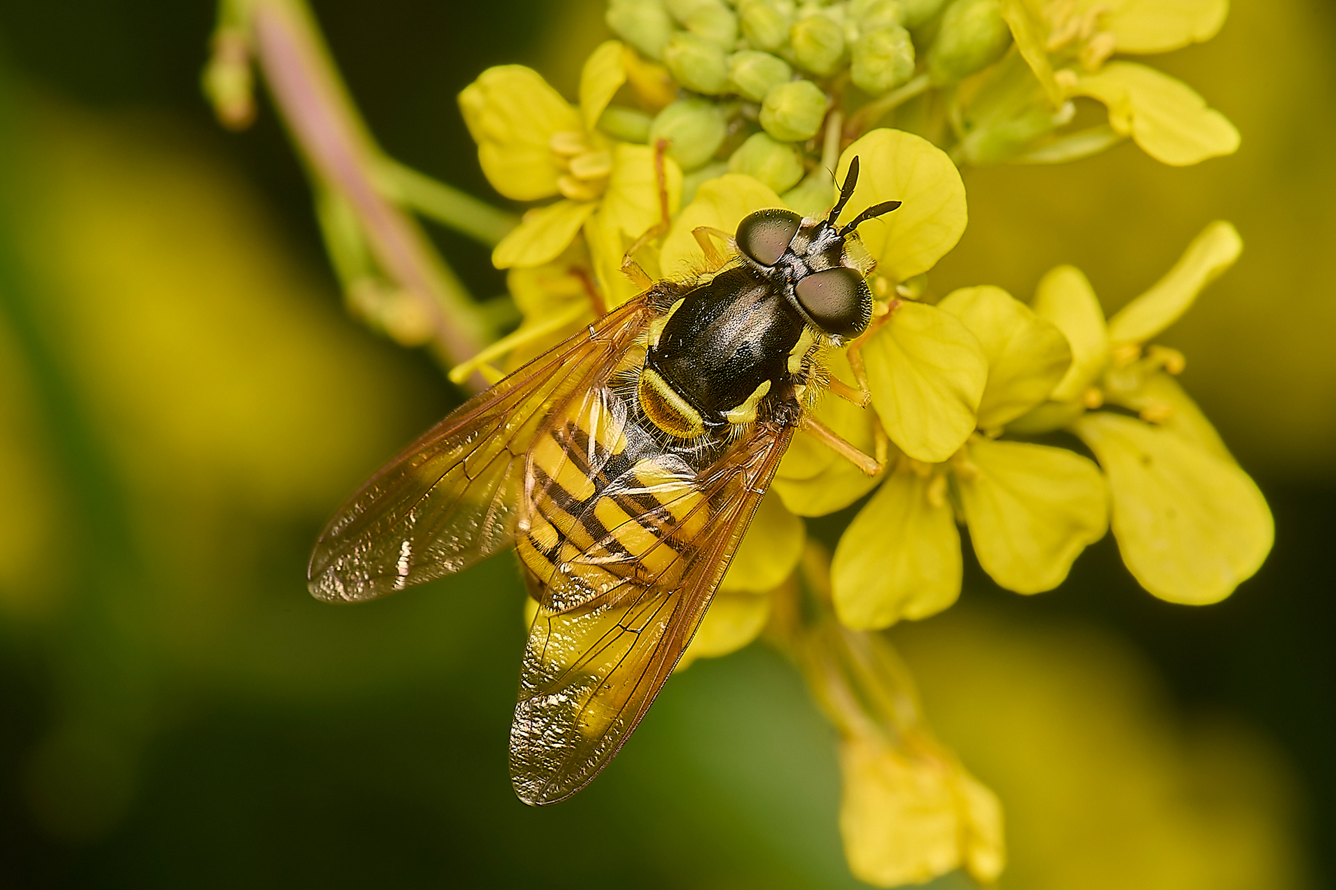 Large Spearhorn (Chrysotoxum cautum)