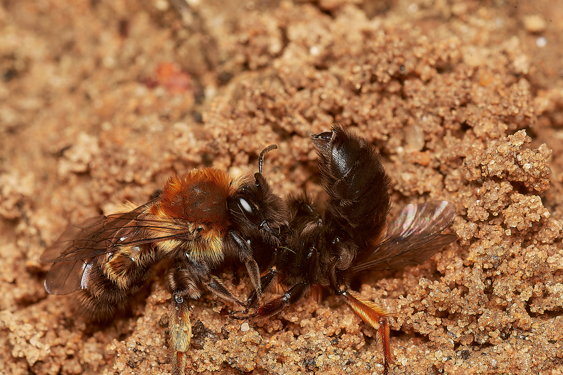 Clark's Mining Bee ♀︎(Andren clarkella) Strumpshaw 03/23