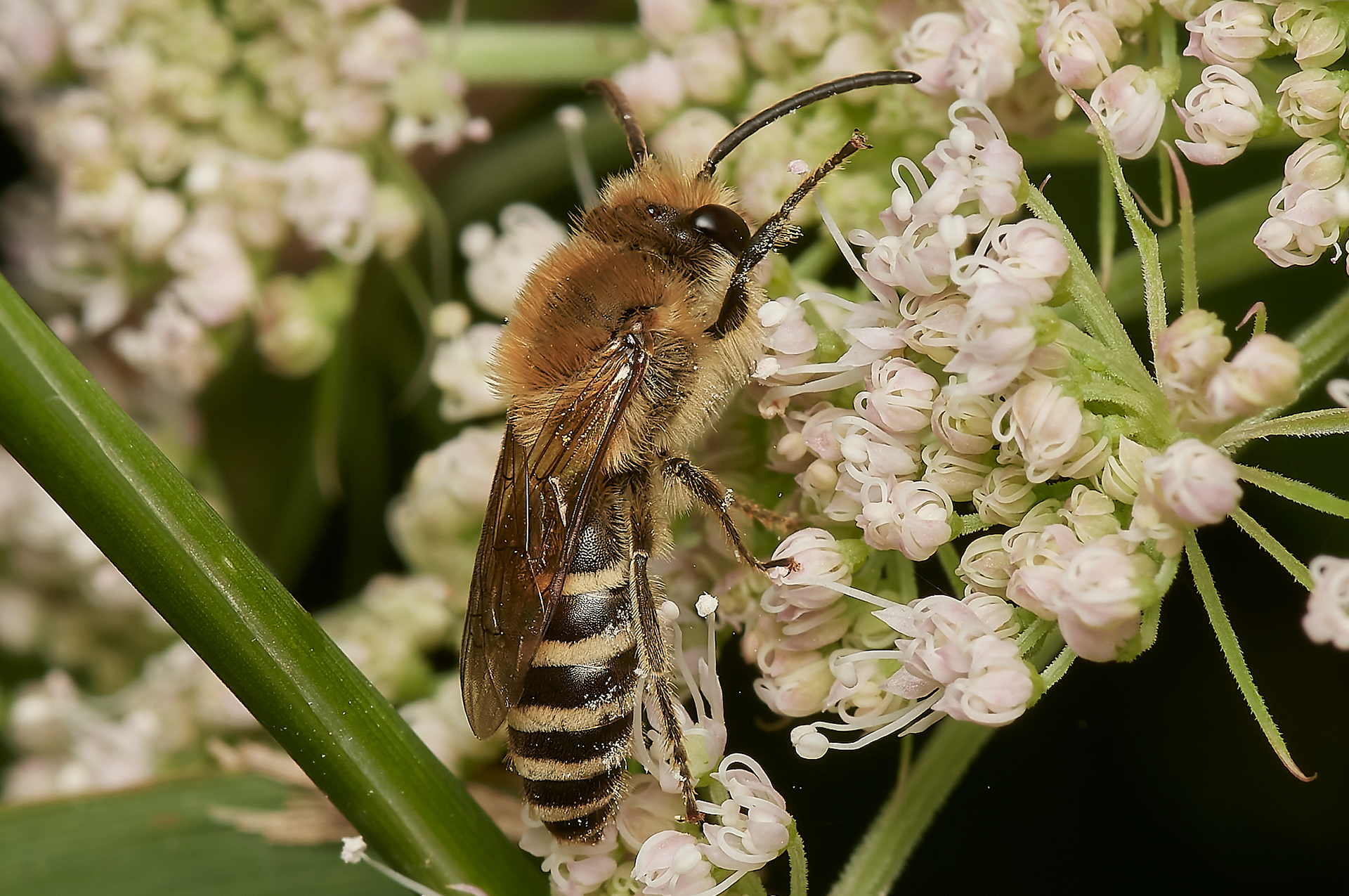 Colletes Sp Hanworth