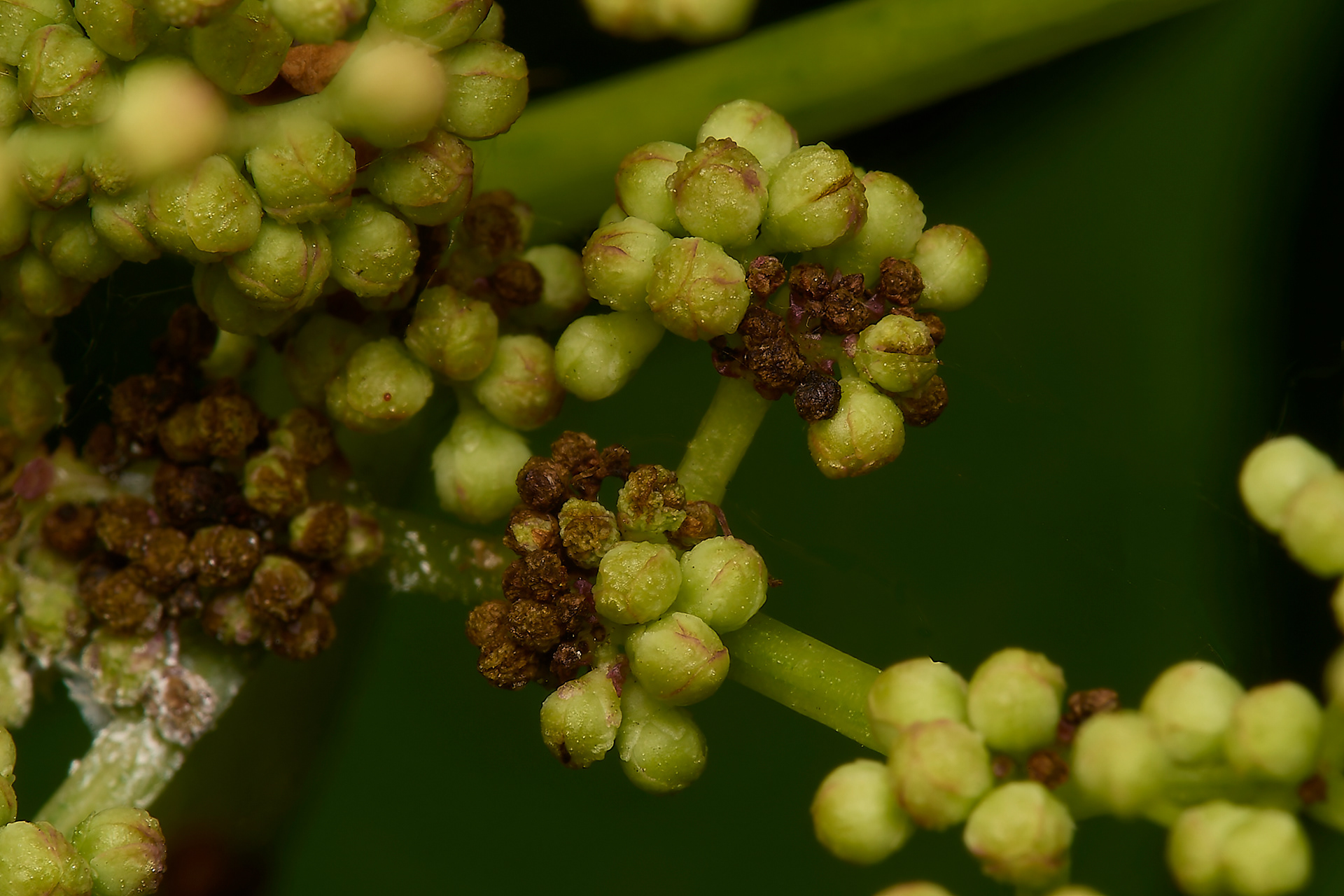 Rust on Elder Flower?