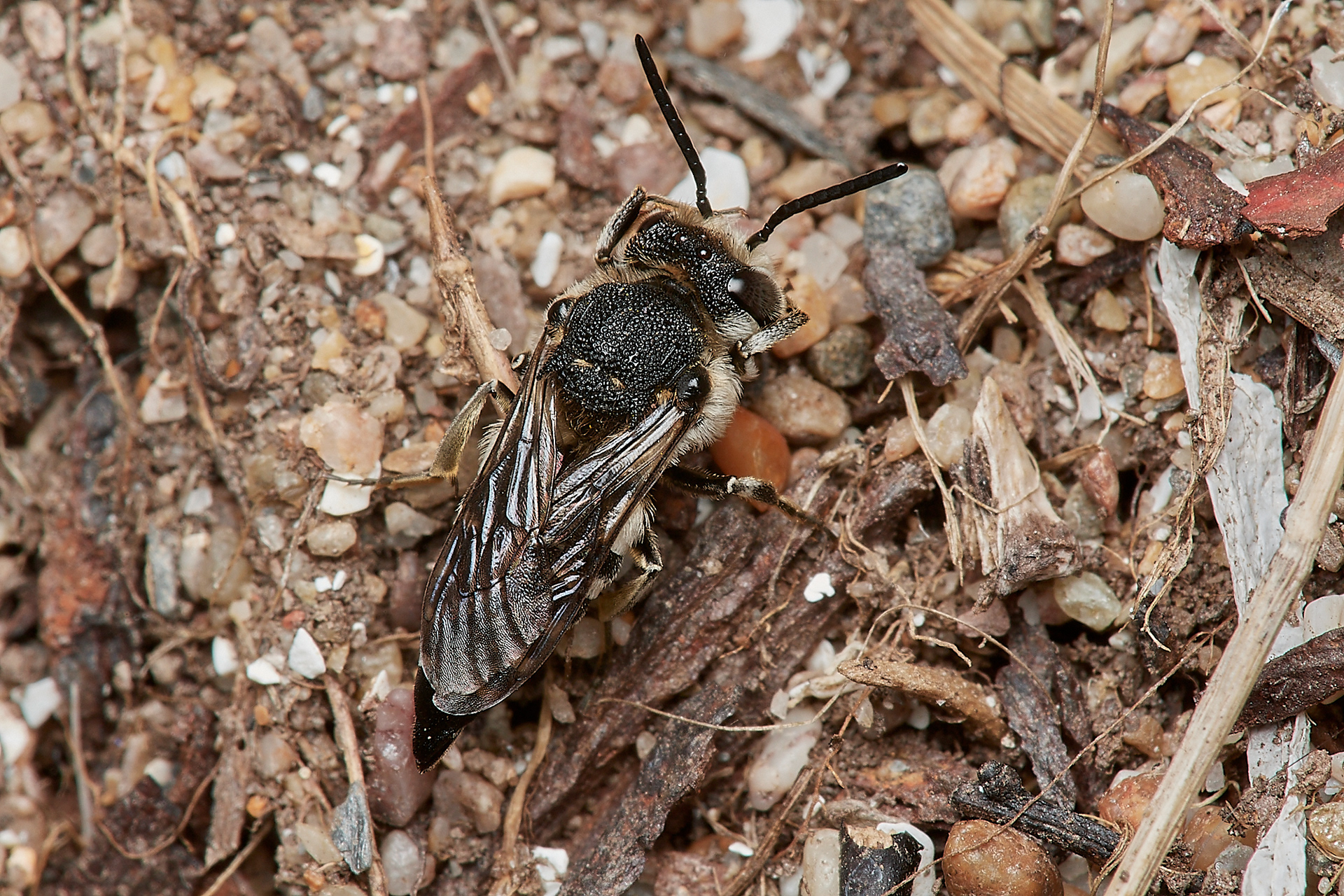 Sharp-tailed Bee Sp (Coelioxys Sp) Bee Sands, Devon