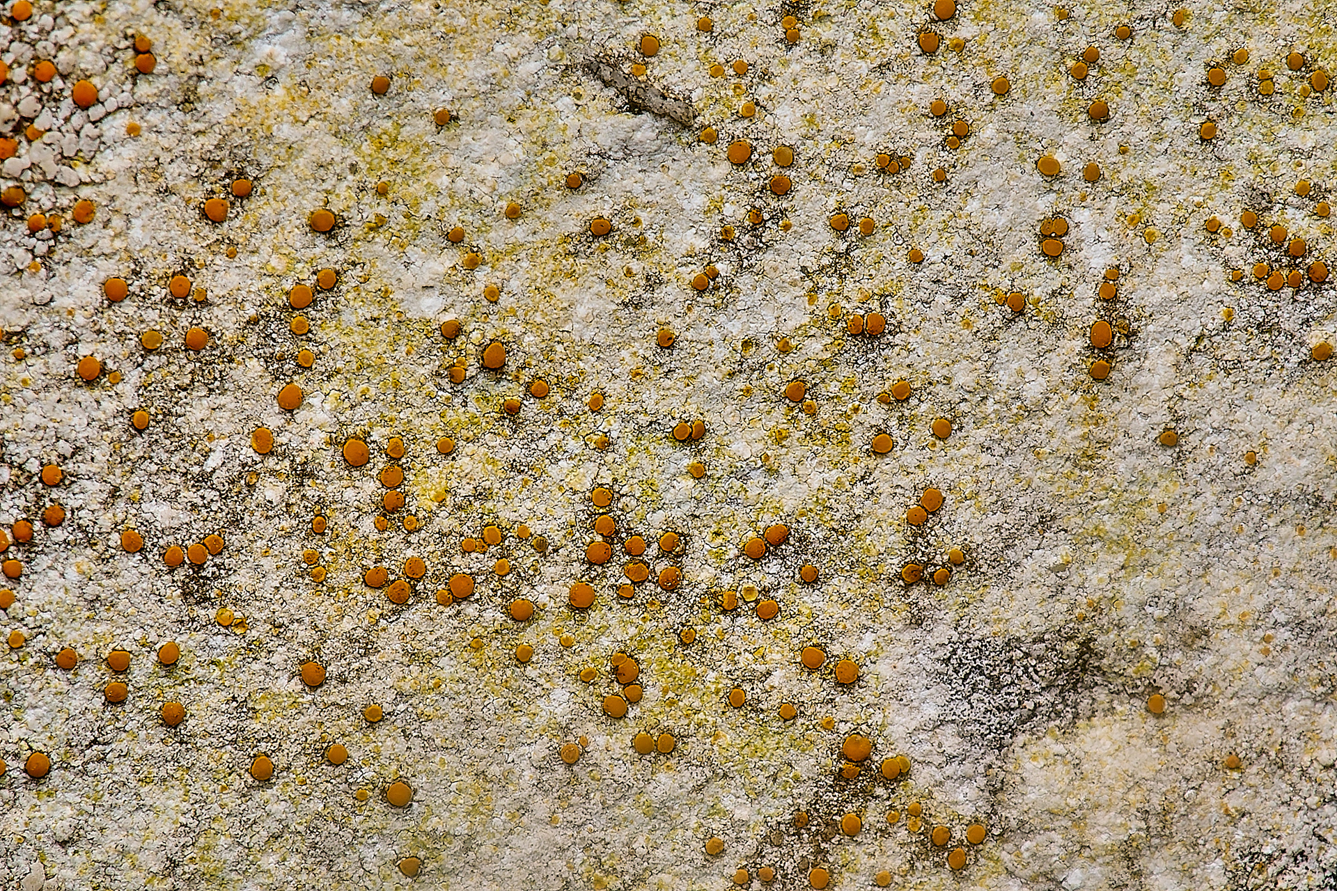 Caloplaca Sp?