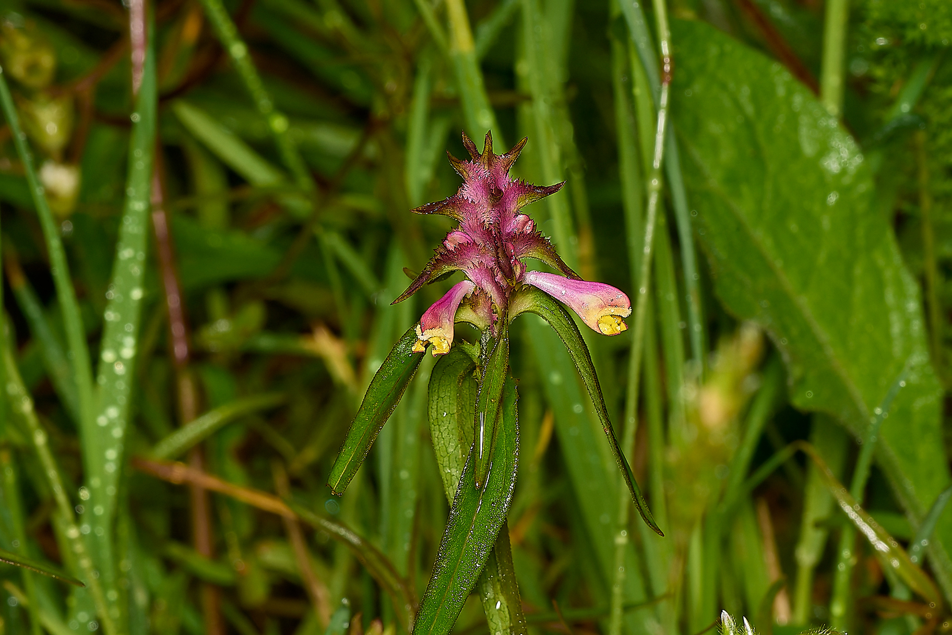 Crested Cow-wheat (Melampyrum cristatum)