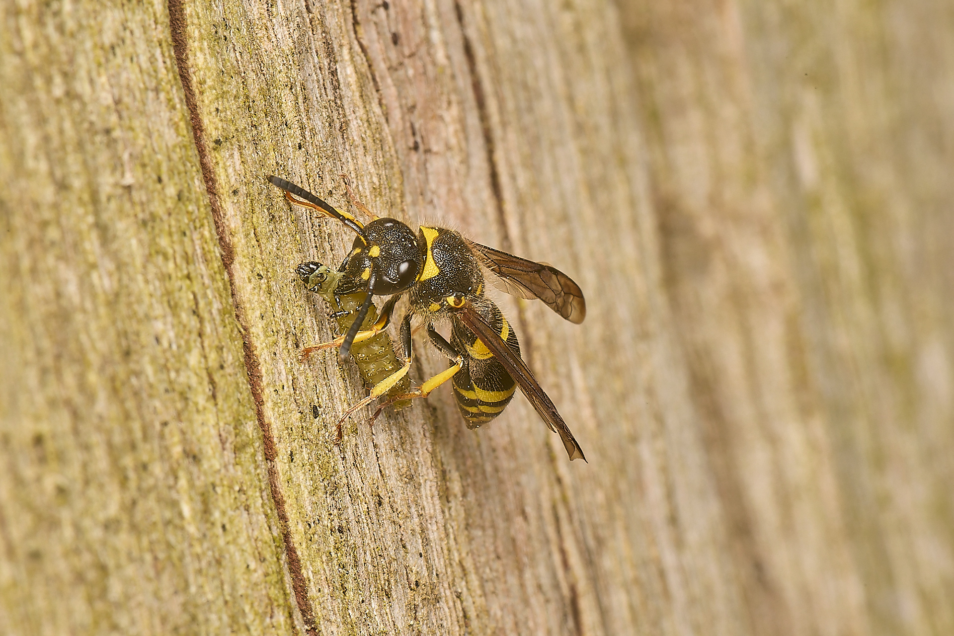 Early Mason Wasp (Ancistrocerus nigricornis)♀︎