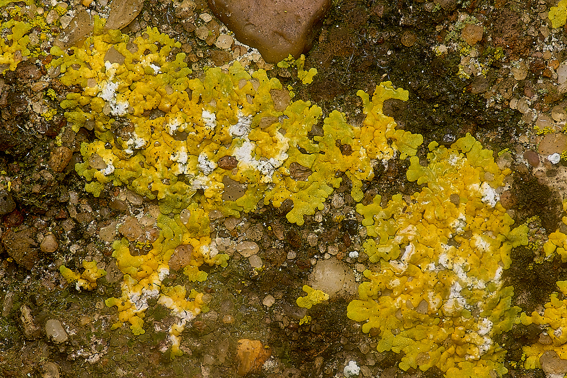 Caloplaca aurantcia
