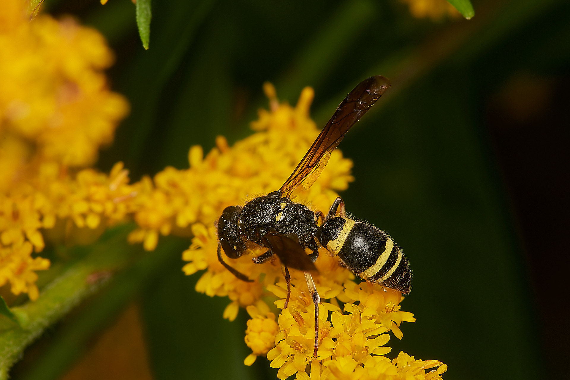 Three-banded Mason Wasp (Ancistrocerus trifasciatus?) Hanworth