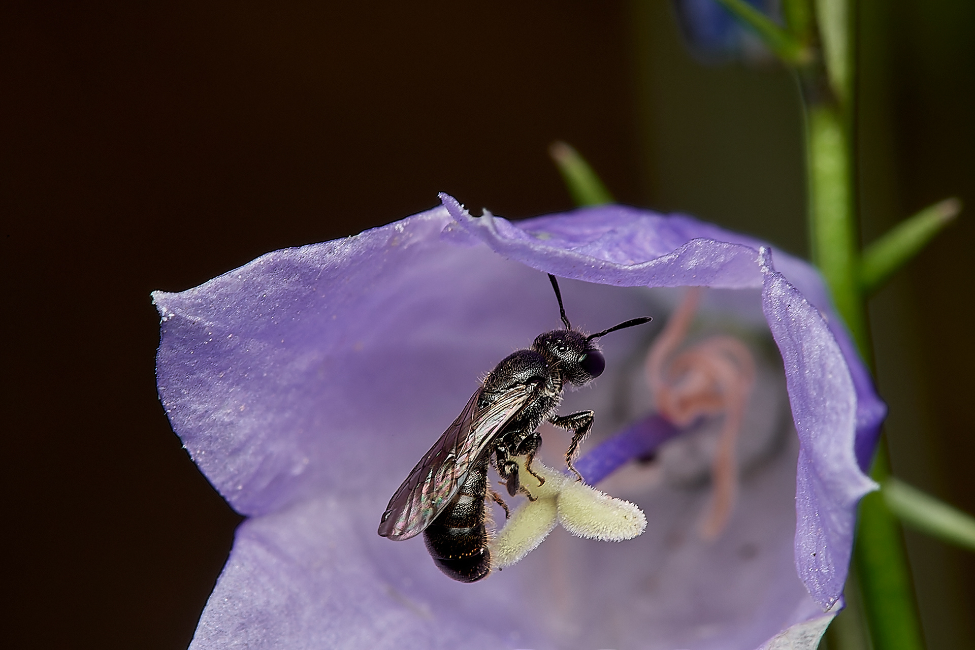 Small Scissor Bee ♀︎(Chelostoma campanularum) Hanworth