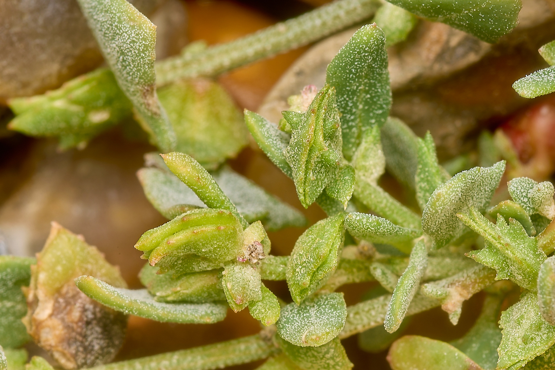 Frosted Orache (Atriplex laciniata)