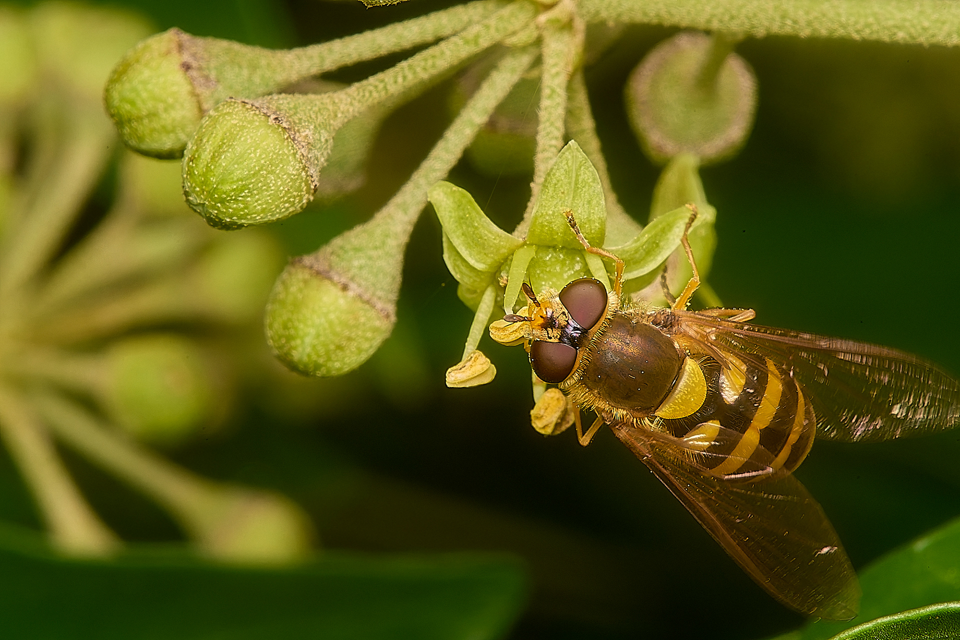 Syrphus Sp