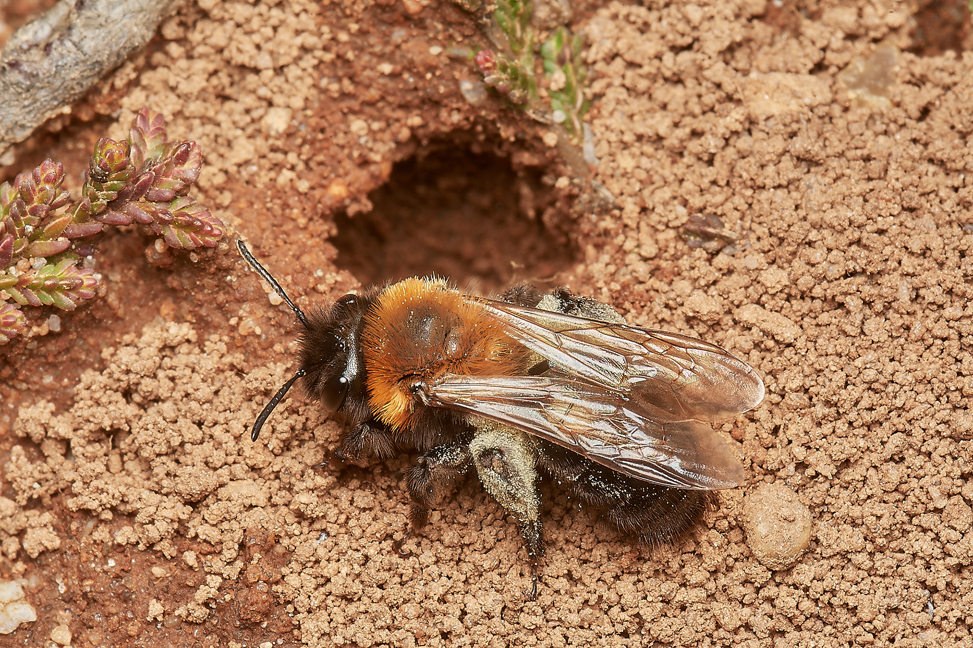 Cliff Mining Bee (Andrena thoracica) Kelling Heath