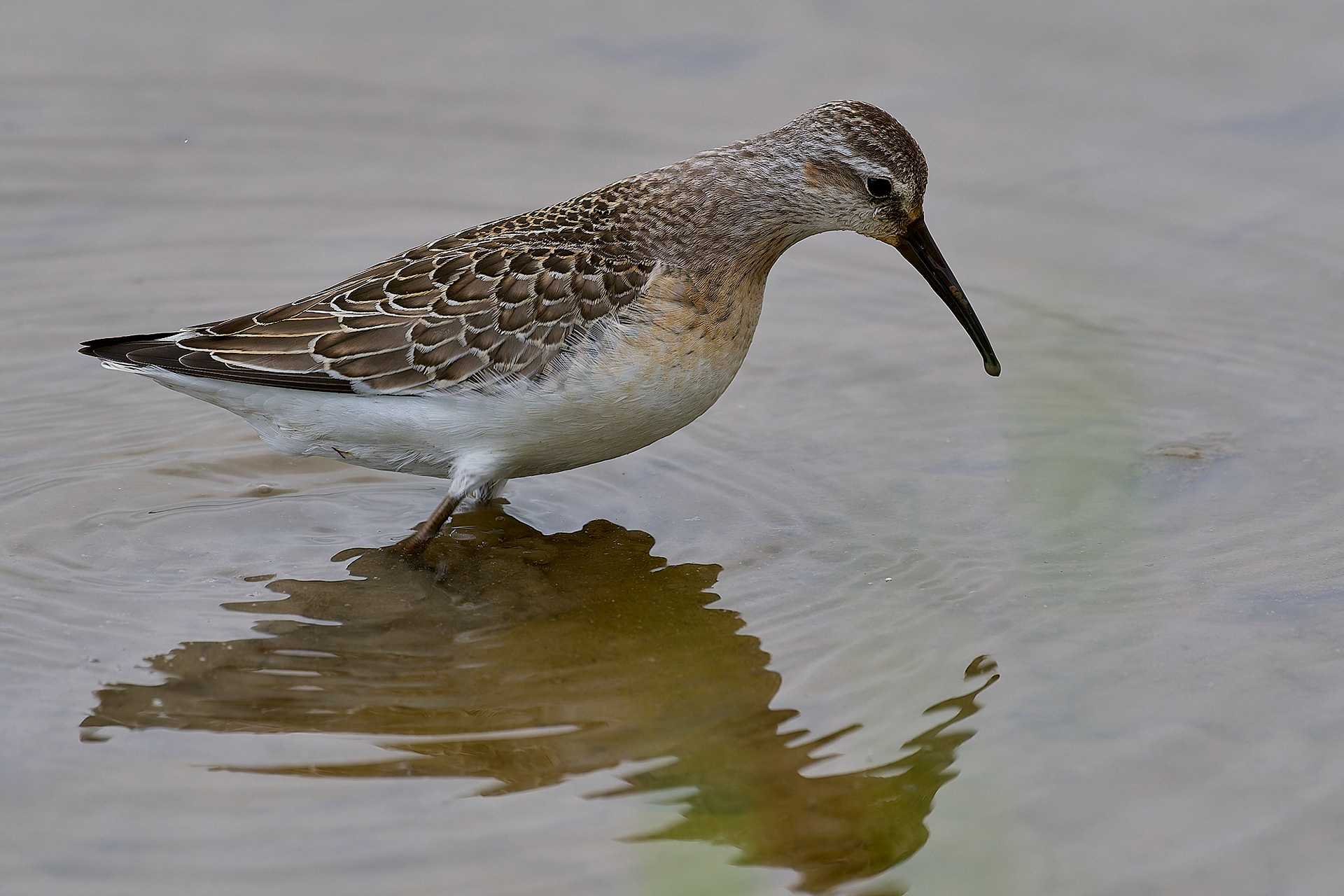 Titchwell Curlew Sandpiper (Calidris ferruginea) 09/24