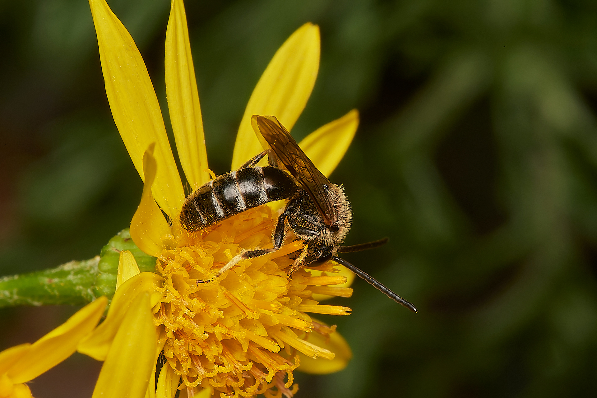 White-zoned Furrow Bee (Lasioglossum leucozonium) Broadland Country Park