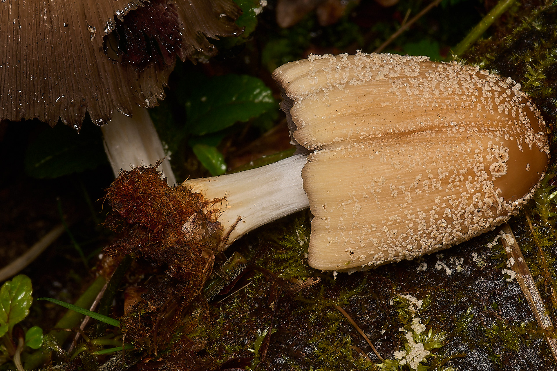 Glistening Inkcap (Coprinellus micaceus)