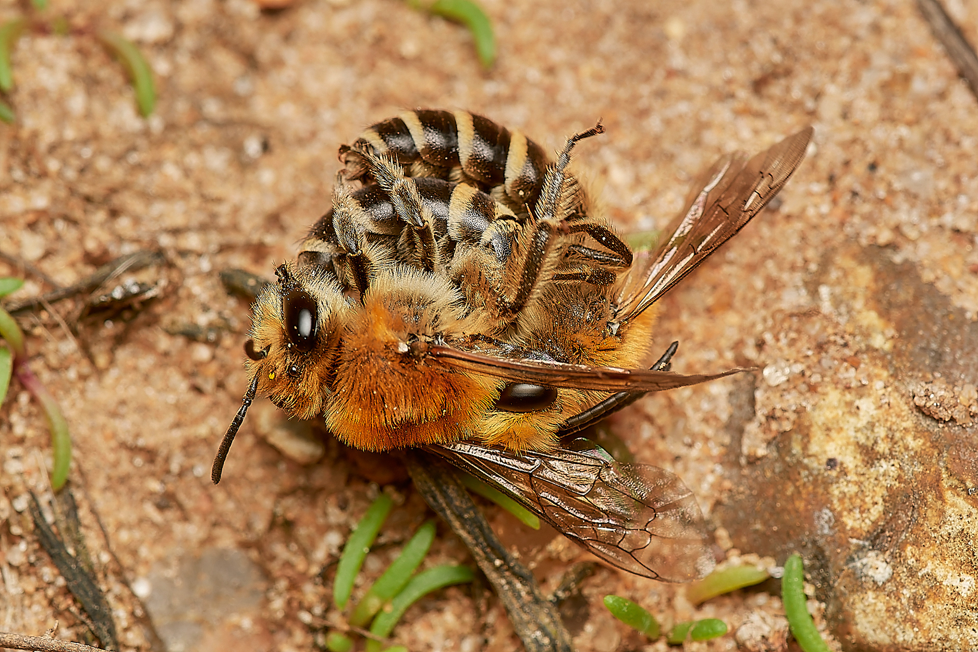 Sea Aster Mining Bees (Colletes halophilus) Gramborough Hill