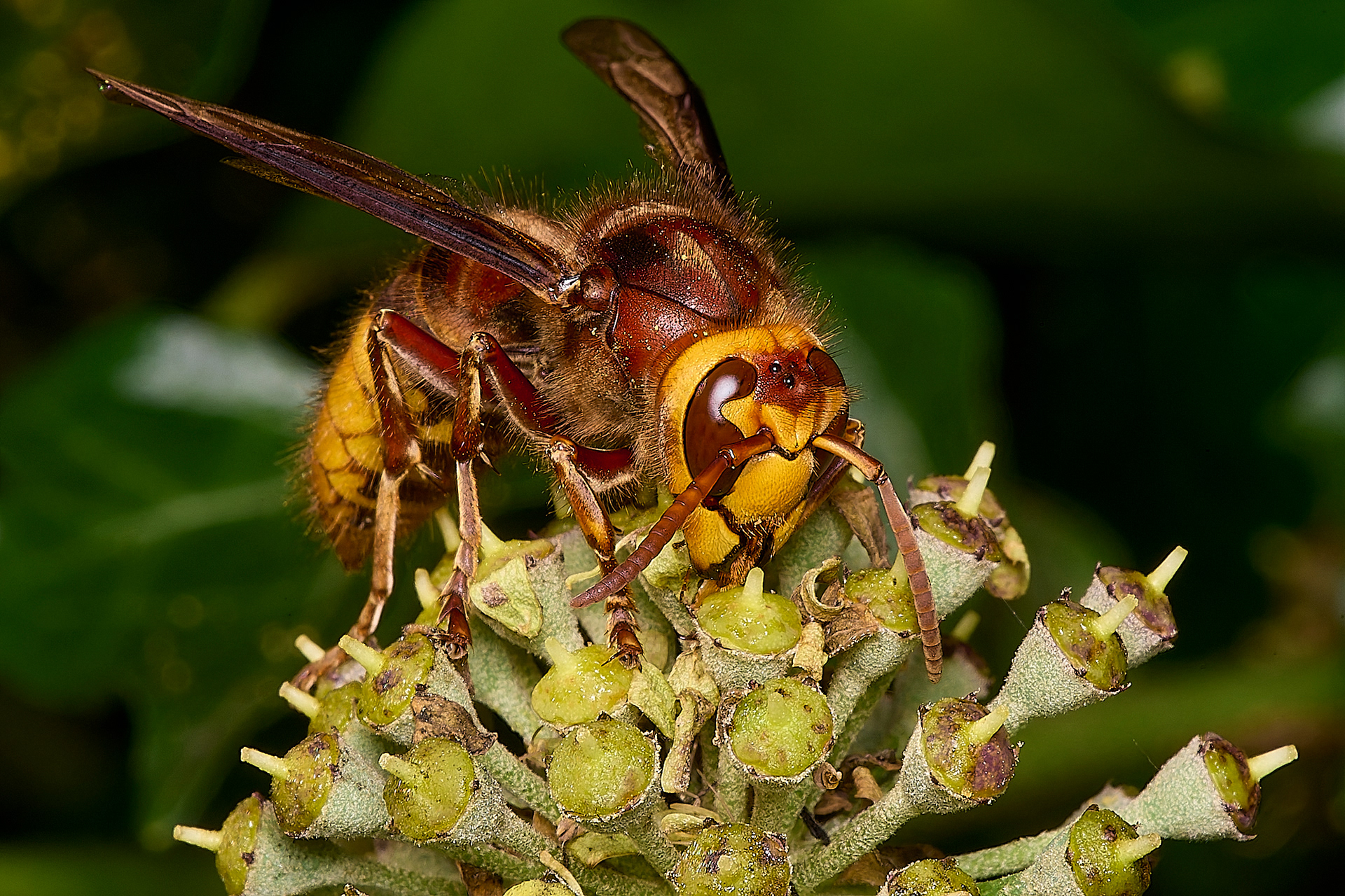 Hornet (Vespa crabro)