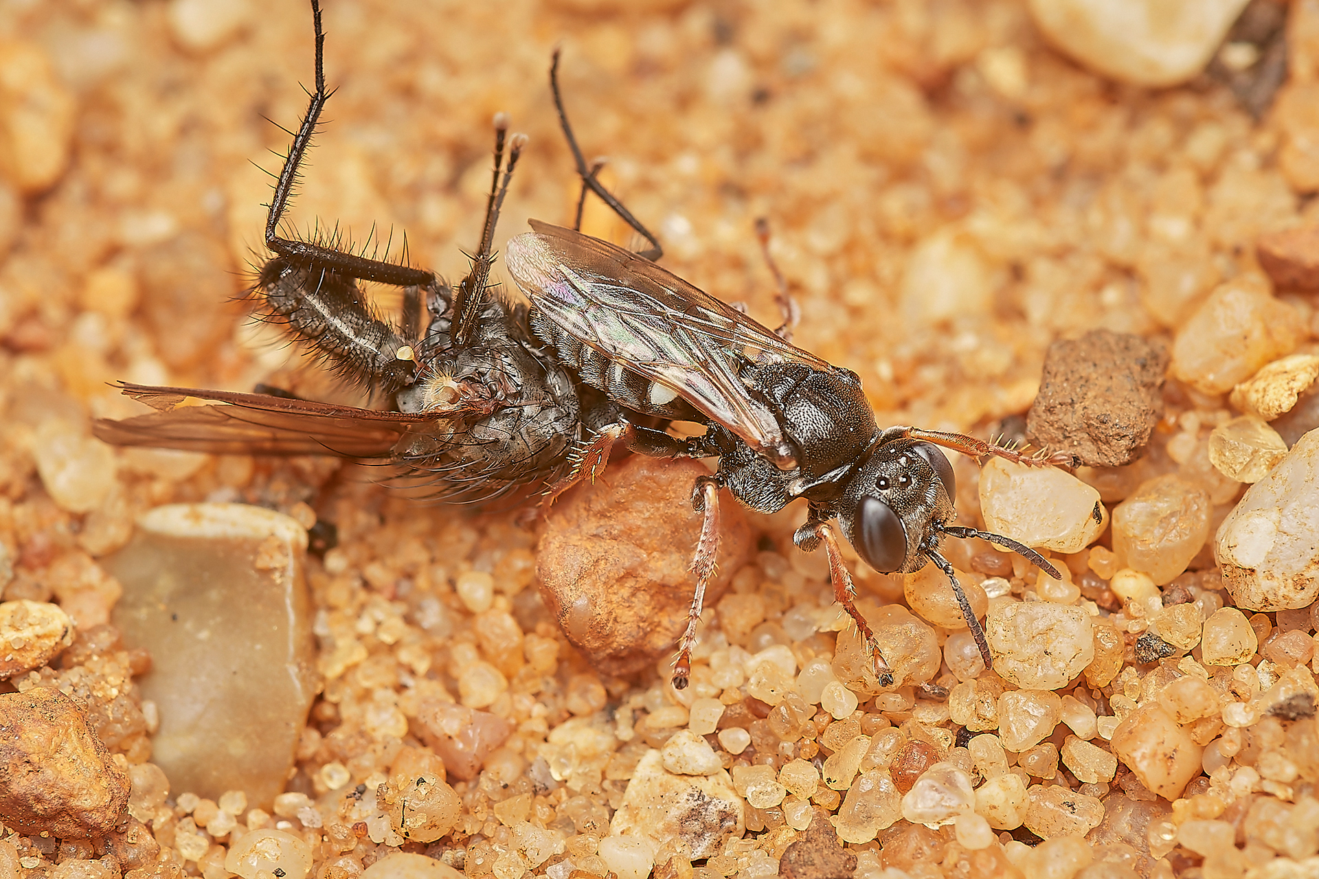 Digger Wasp (Oxybellus uniglumis) Broadland Country Park
