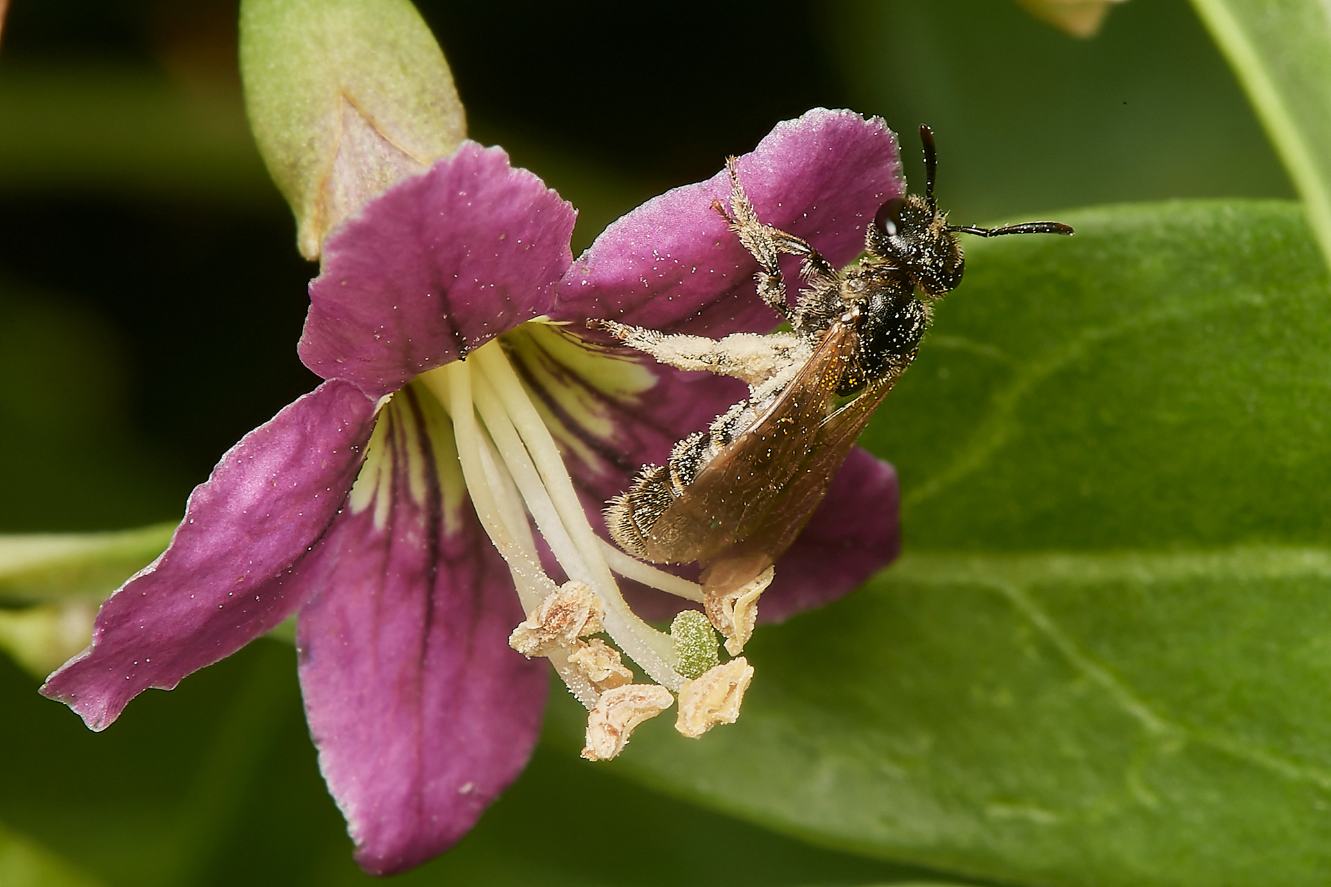 Lasioglossum Sp