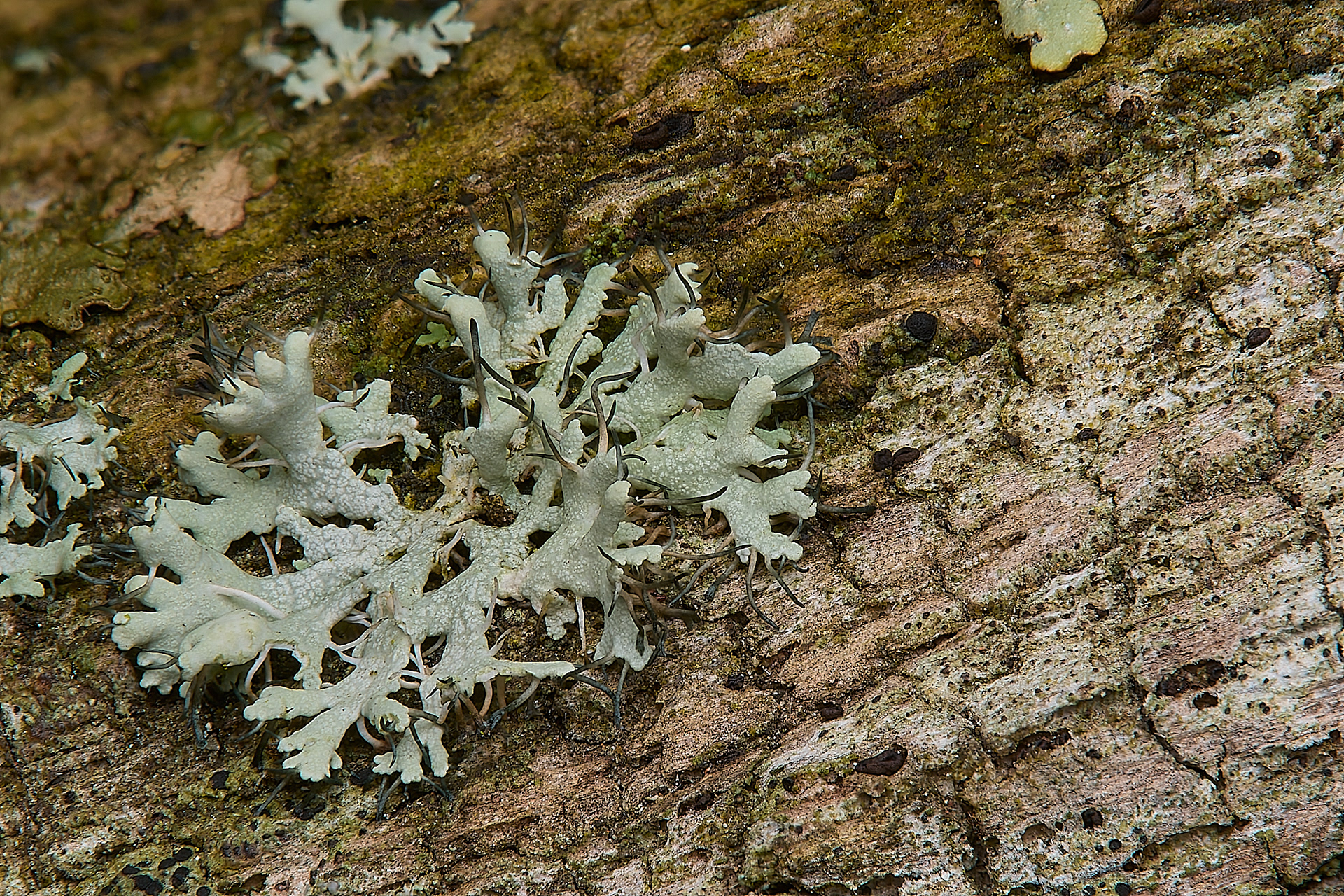 Physcia Sp adscendens/tenella (Too young to tell)