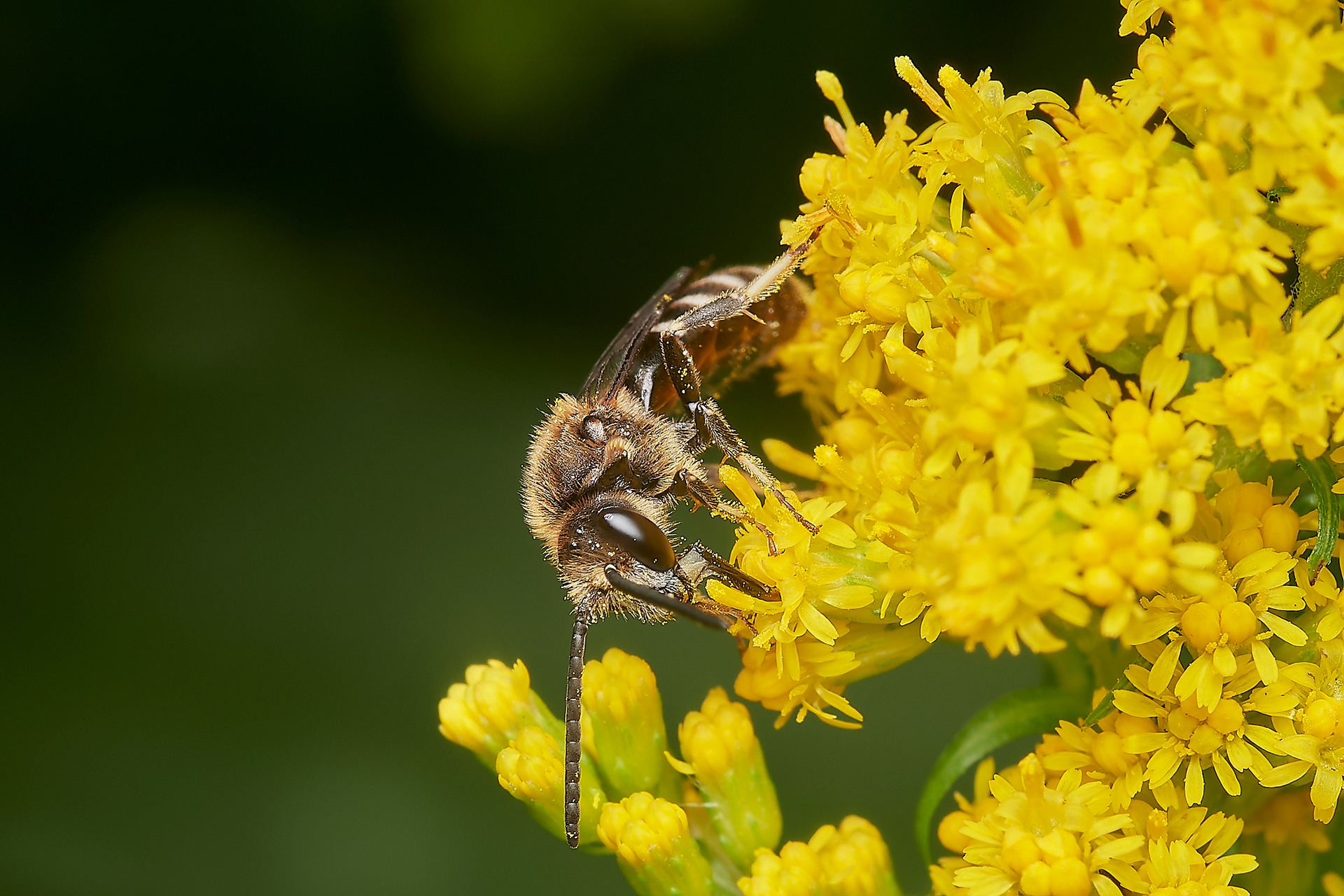 White-zone Furrow Bee (Lasioglossum leucozonium)? Hanworth