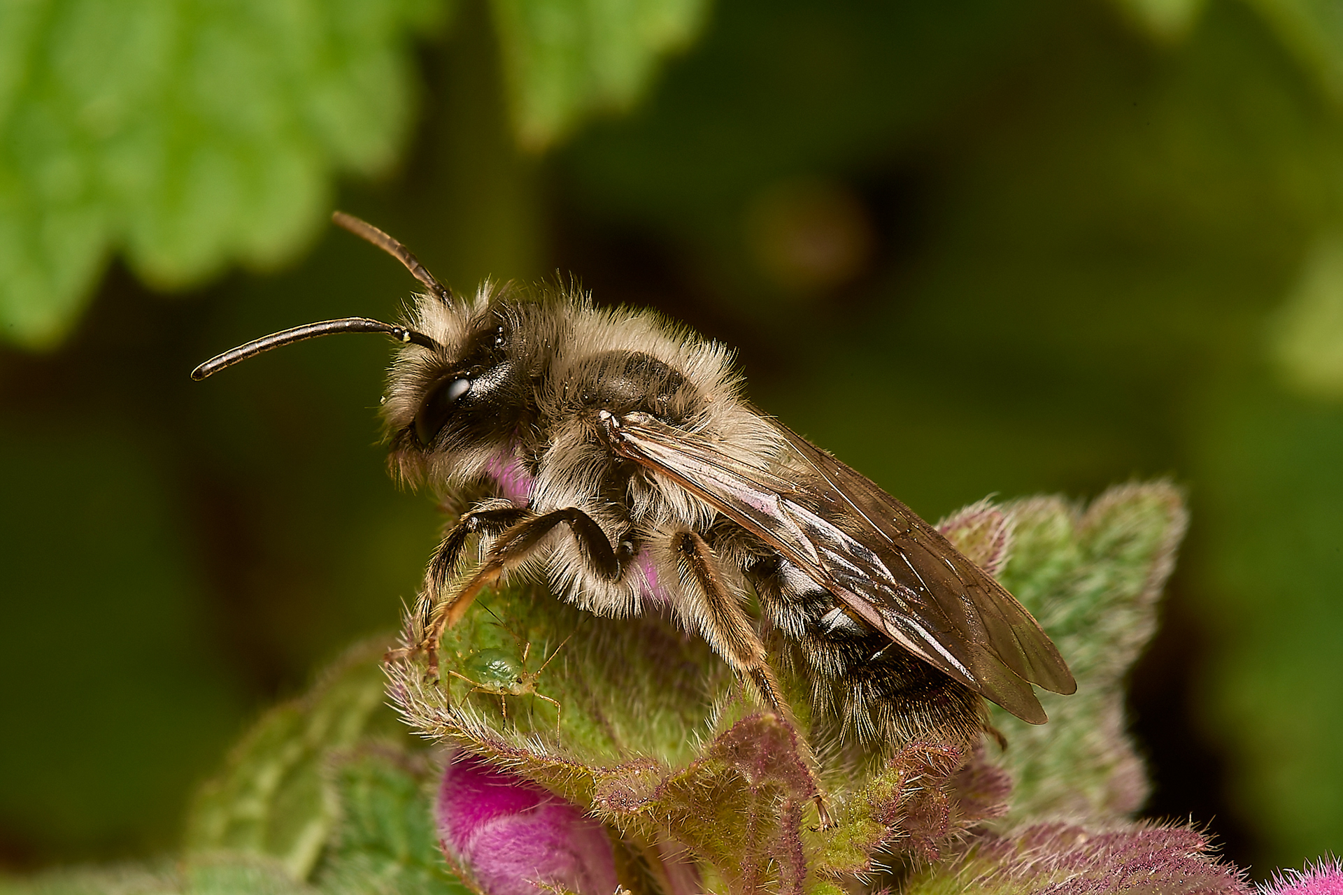 Grey - backed Mining Bee ♂︎ (Andrena vega) Norwich