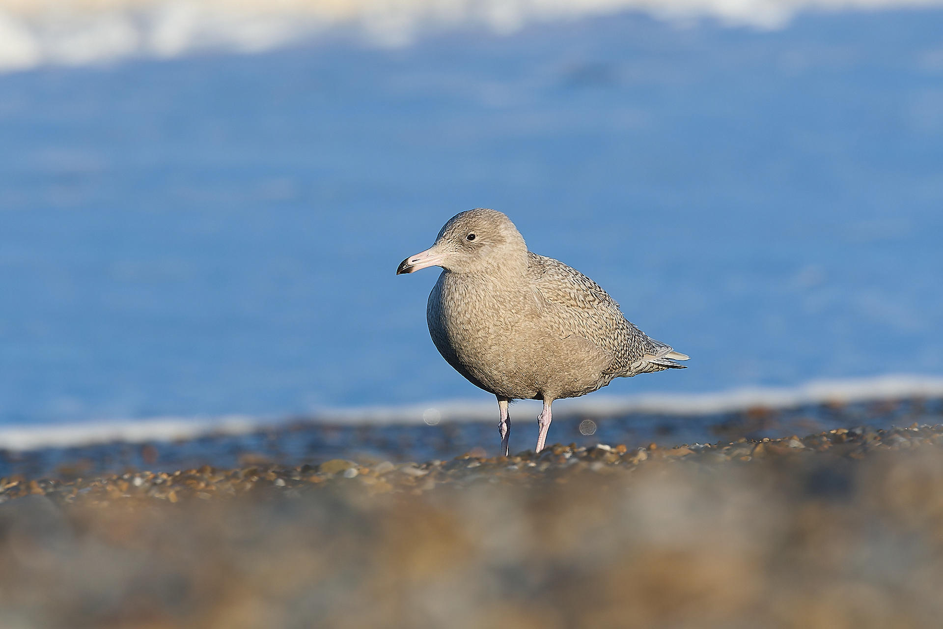 Glaucous Gull