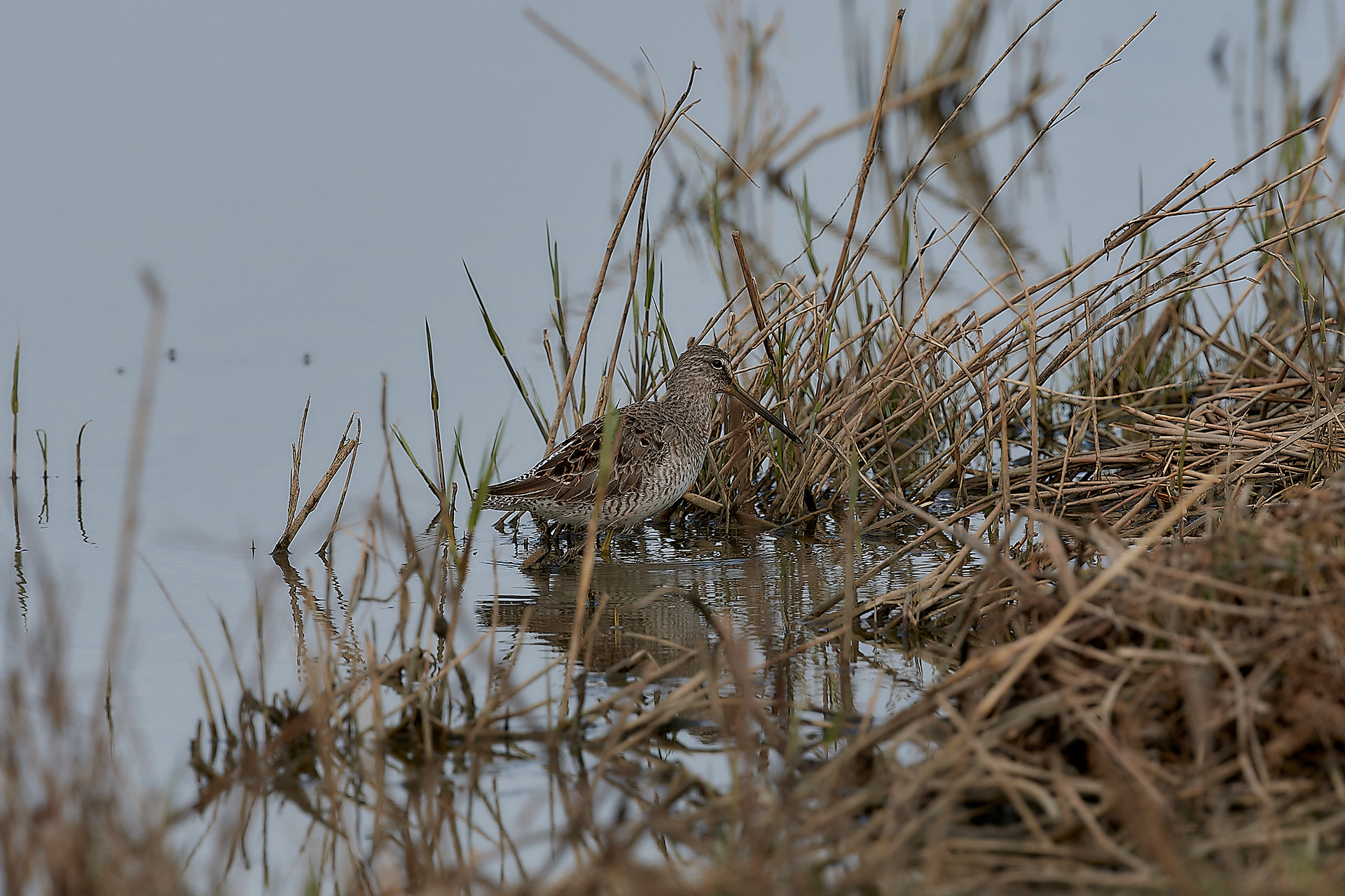 Long-billed Dowitcher (Limnodromus scolopaceus) Cley