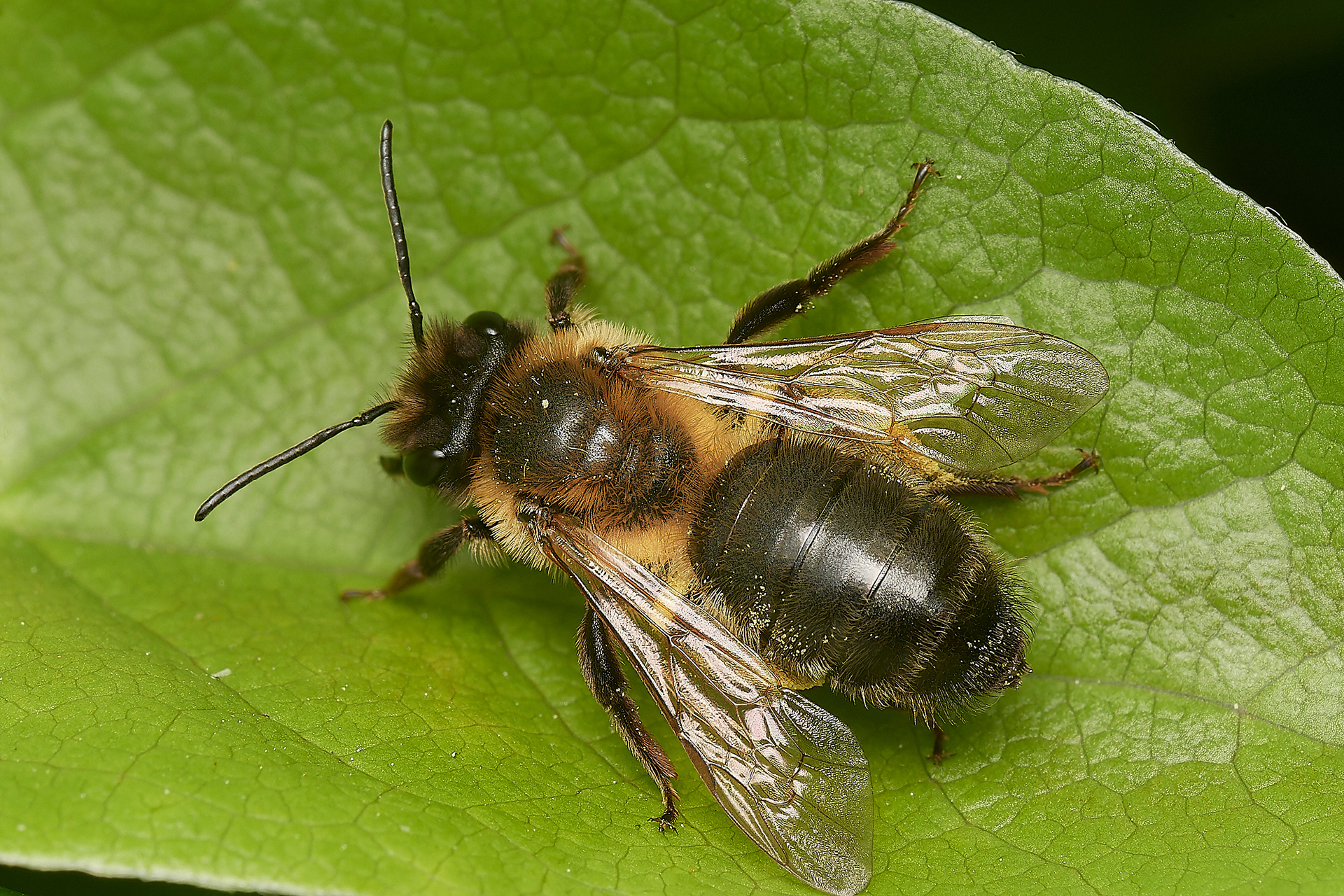 Chocolate Mining Bee ♀︎? (Andrena scotica) Hanworth