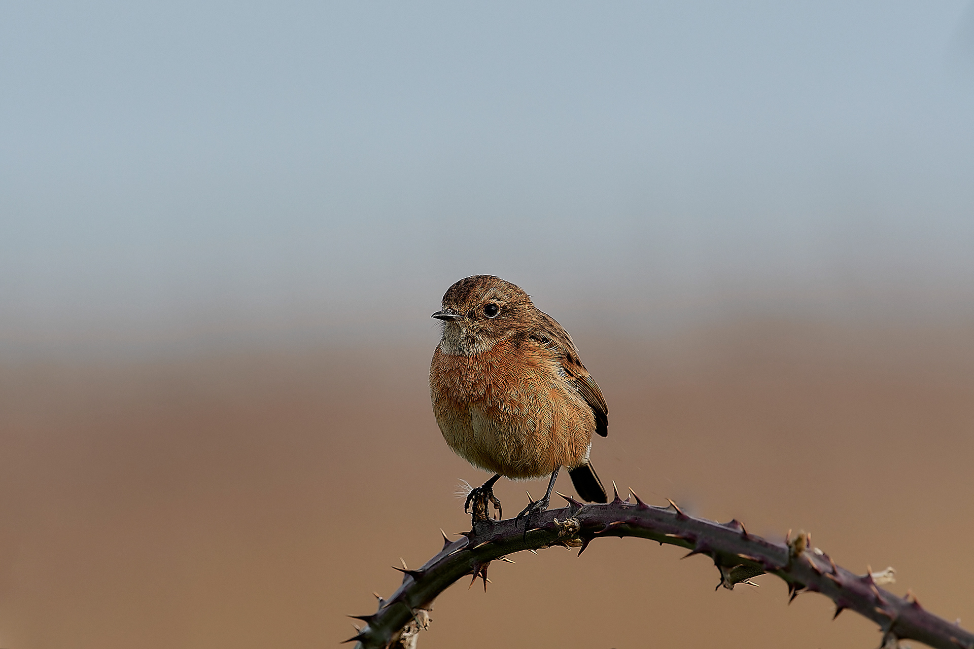 Stonechat (Saxicola torquata)