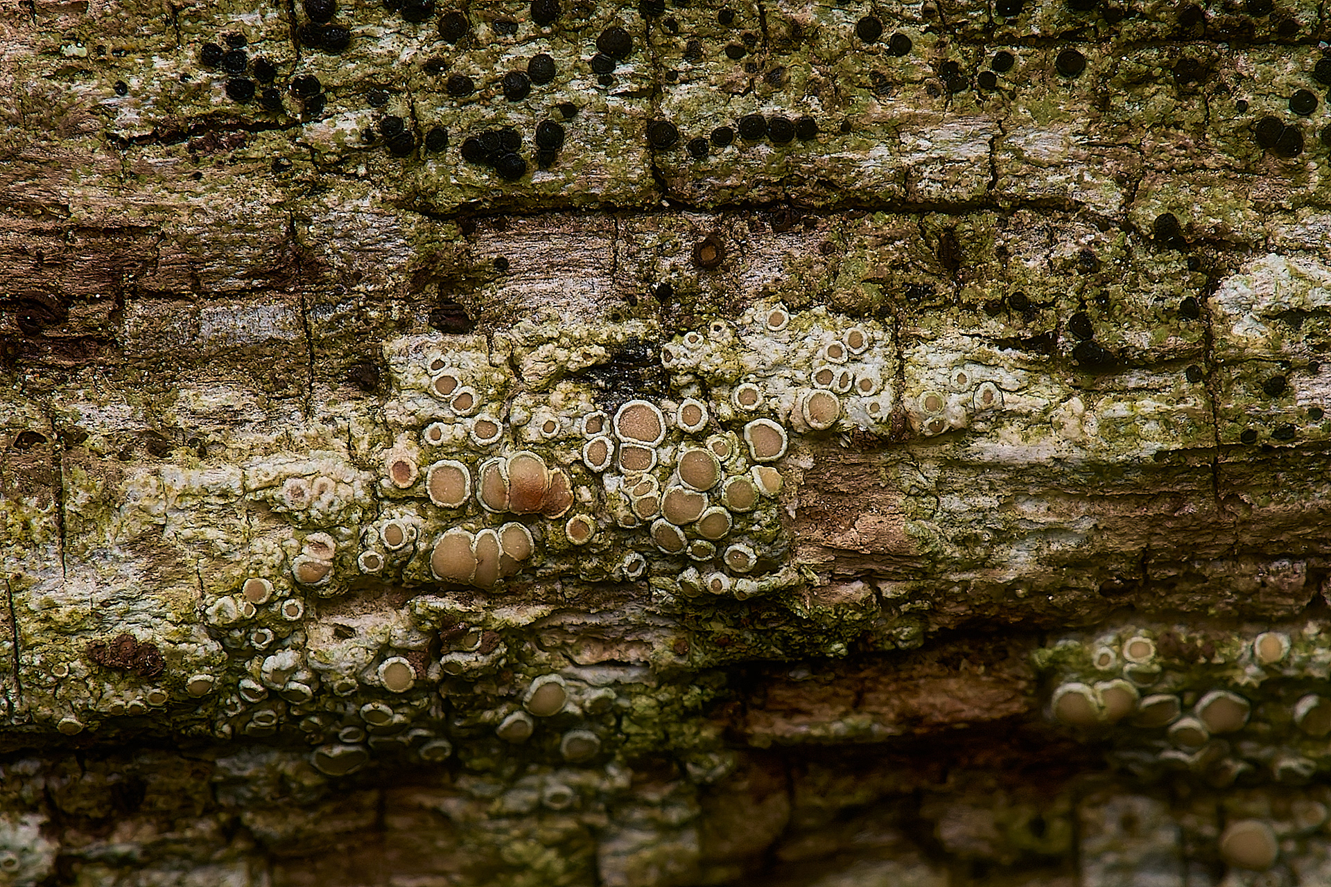 Leconora hybocarpa