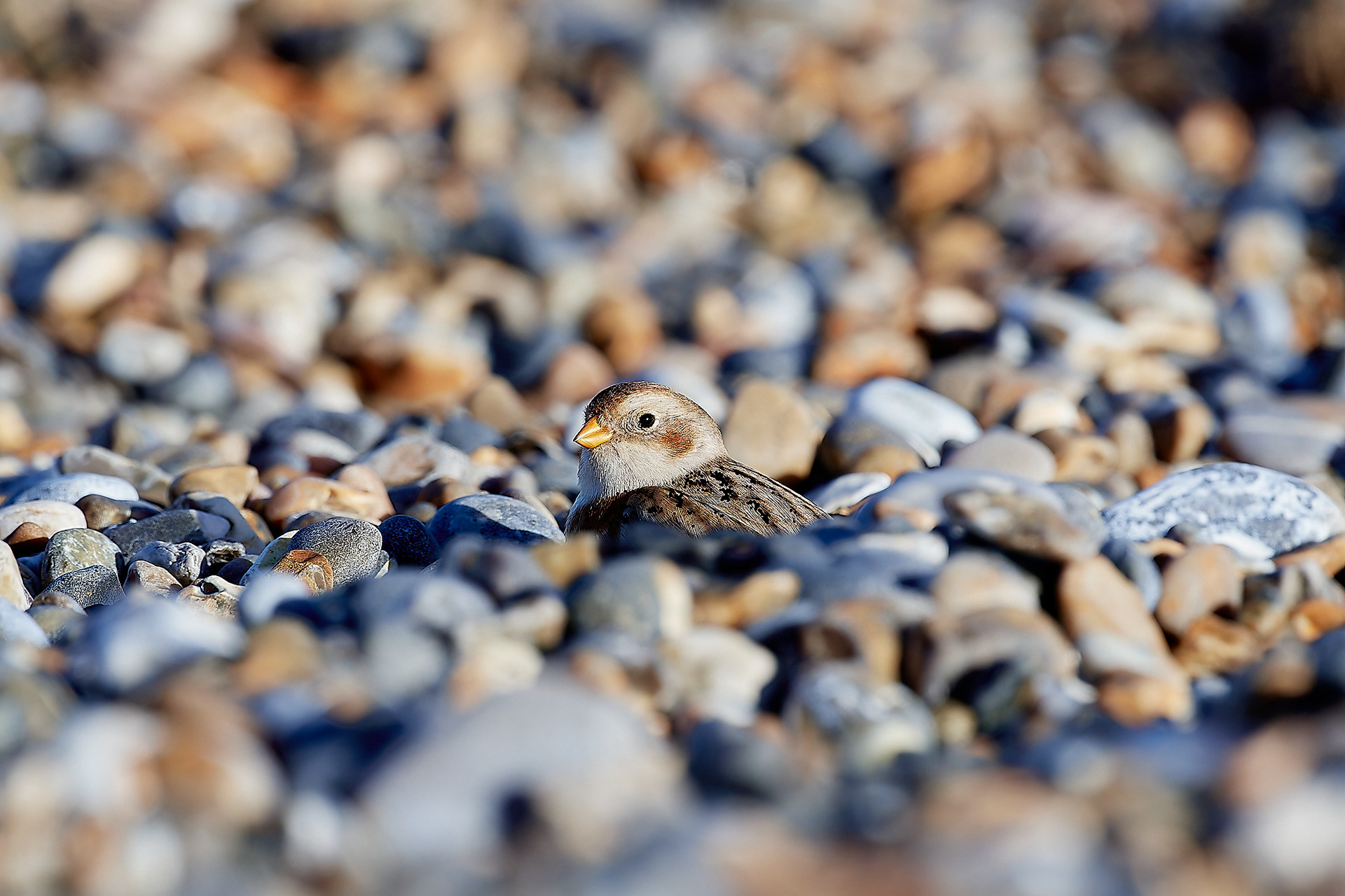 Snow Bunting (Plectrophenax nivalis) Cley