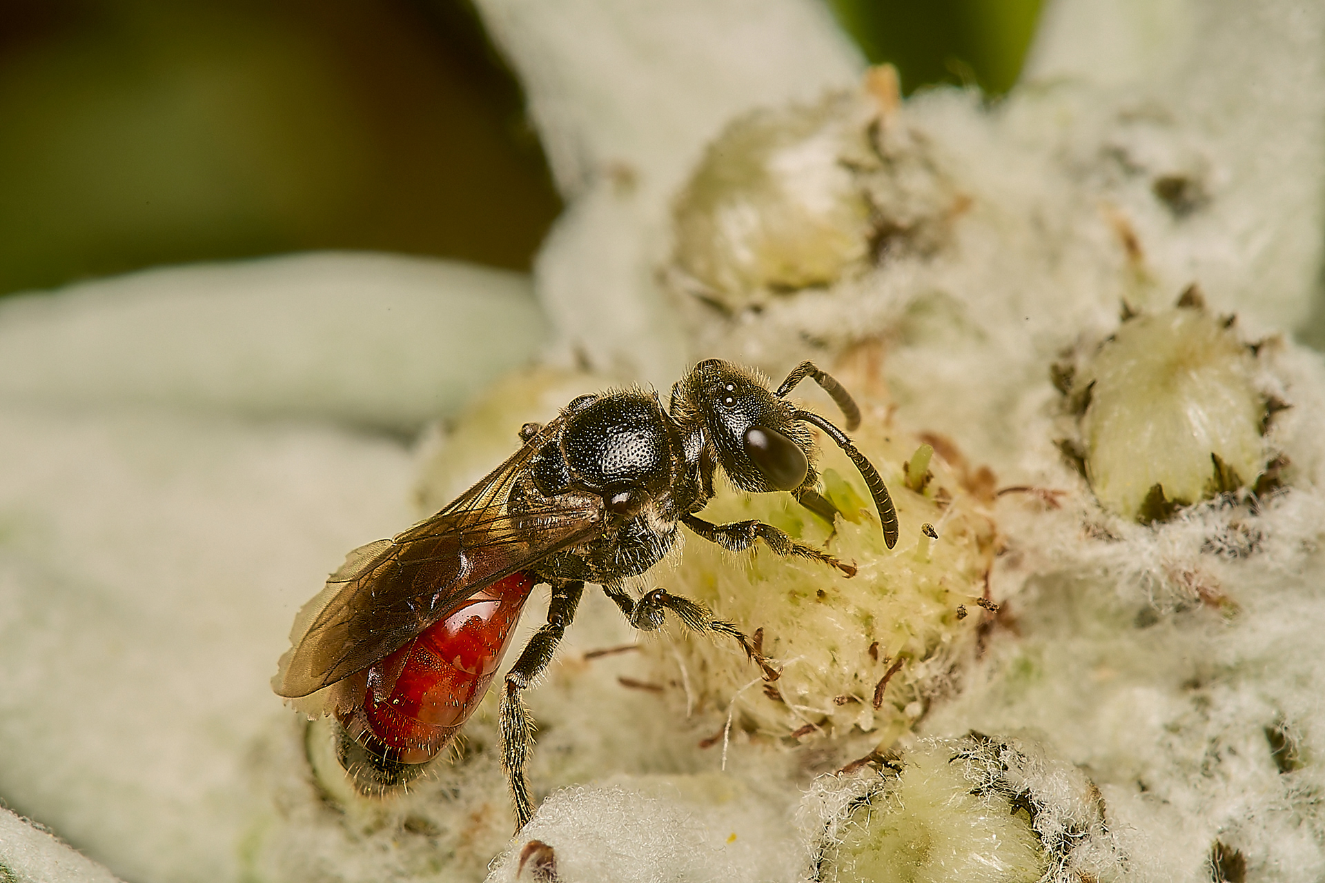Blood Bee Sp (Sphecodes Sp)