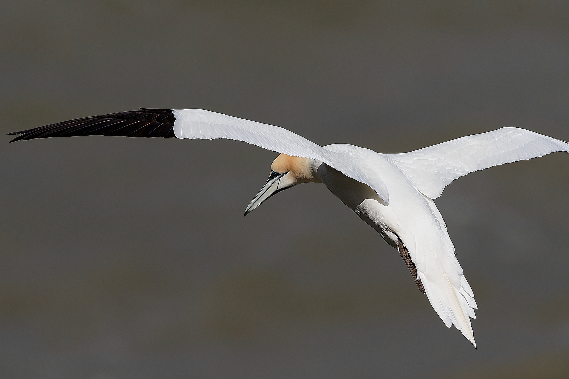 Gannets (Morus bassanus)