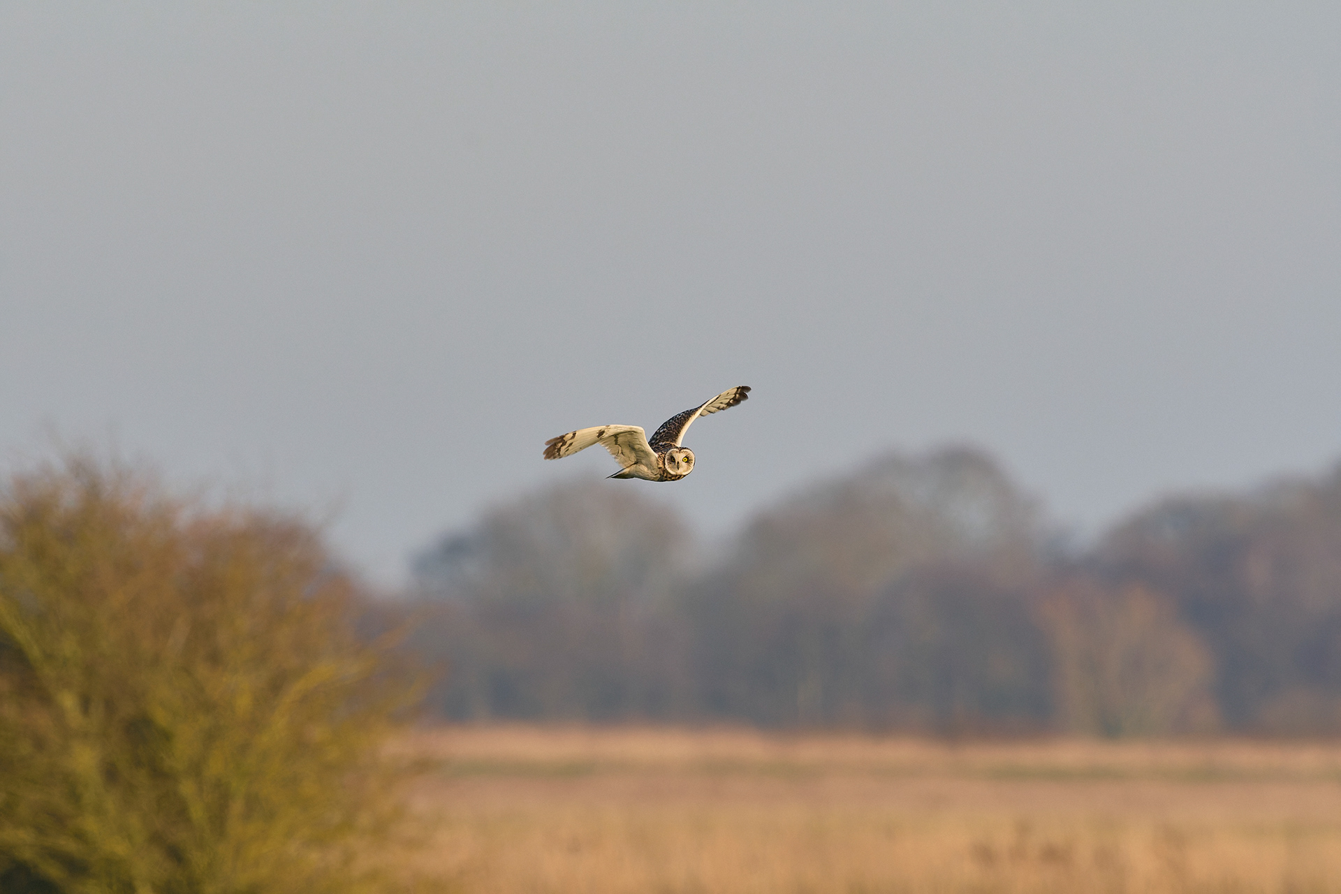 Short-eared Owl