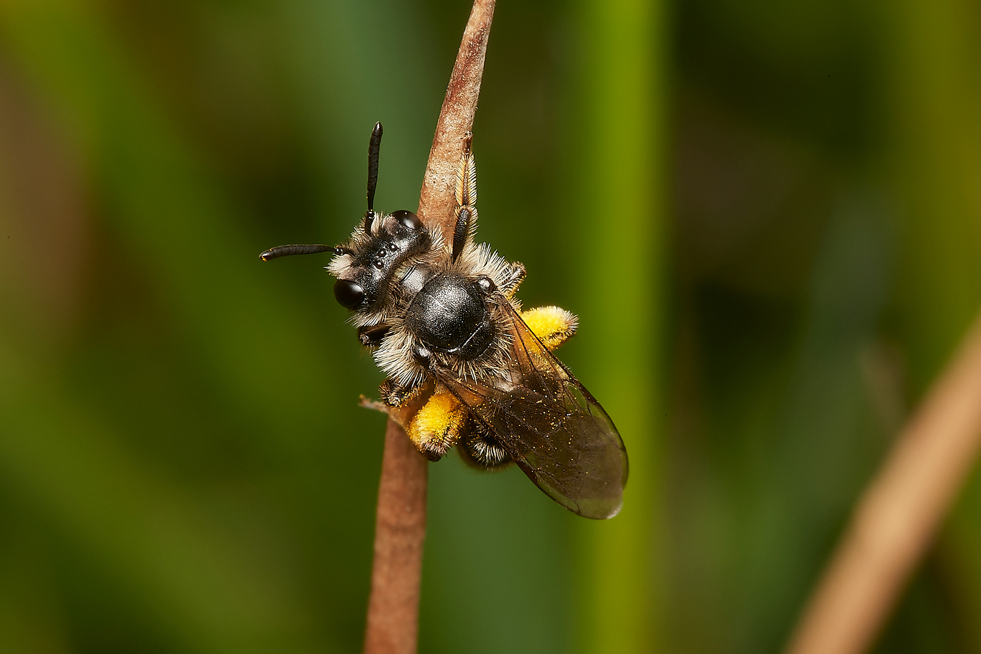 Tormentil Mining bee (Andrena tarsatta)