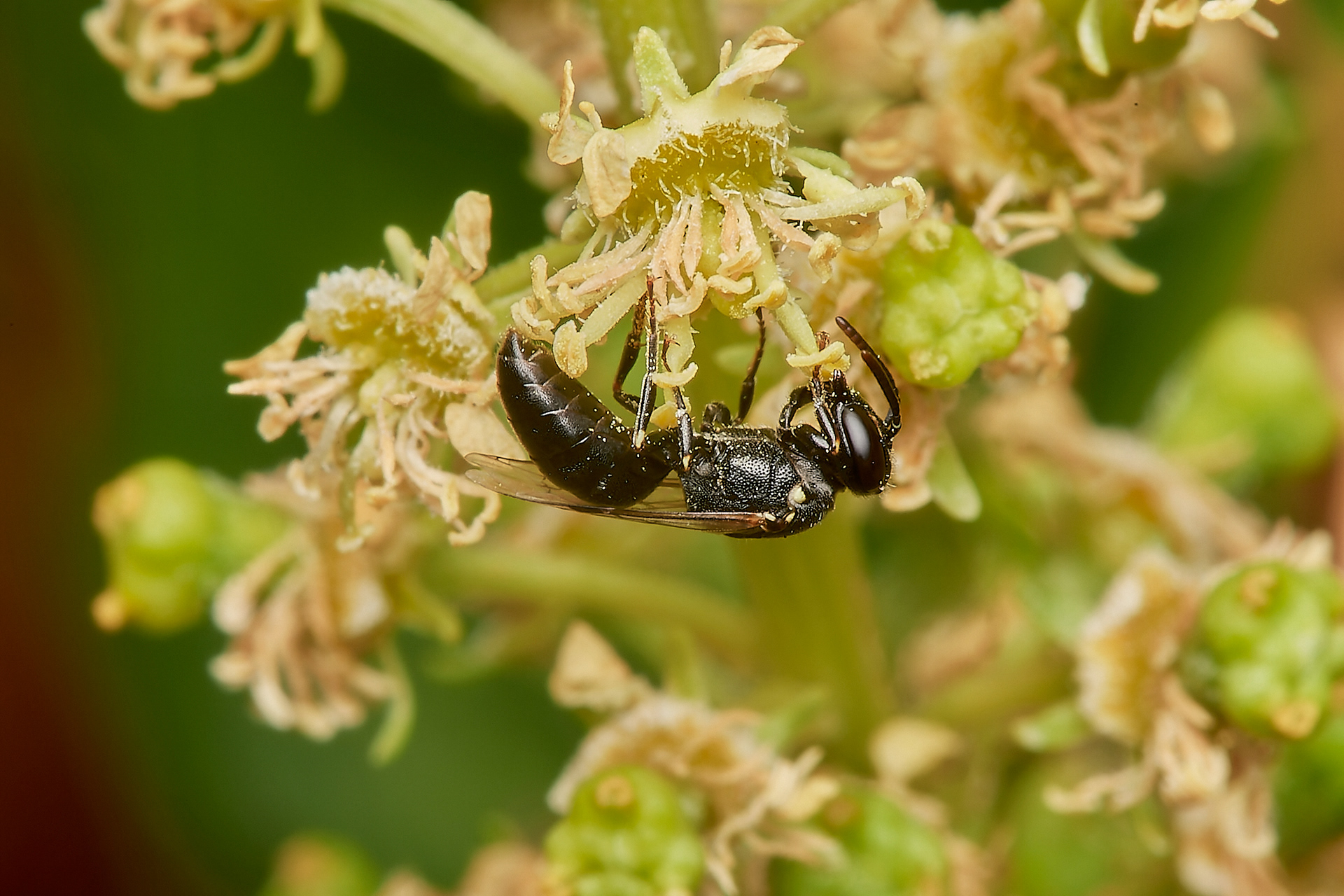 Large Yellow-face Bee♀︎ (Hylaeus signatus) Weybourne