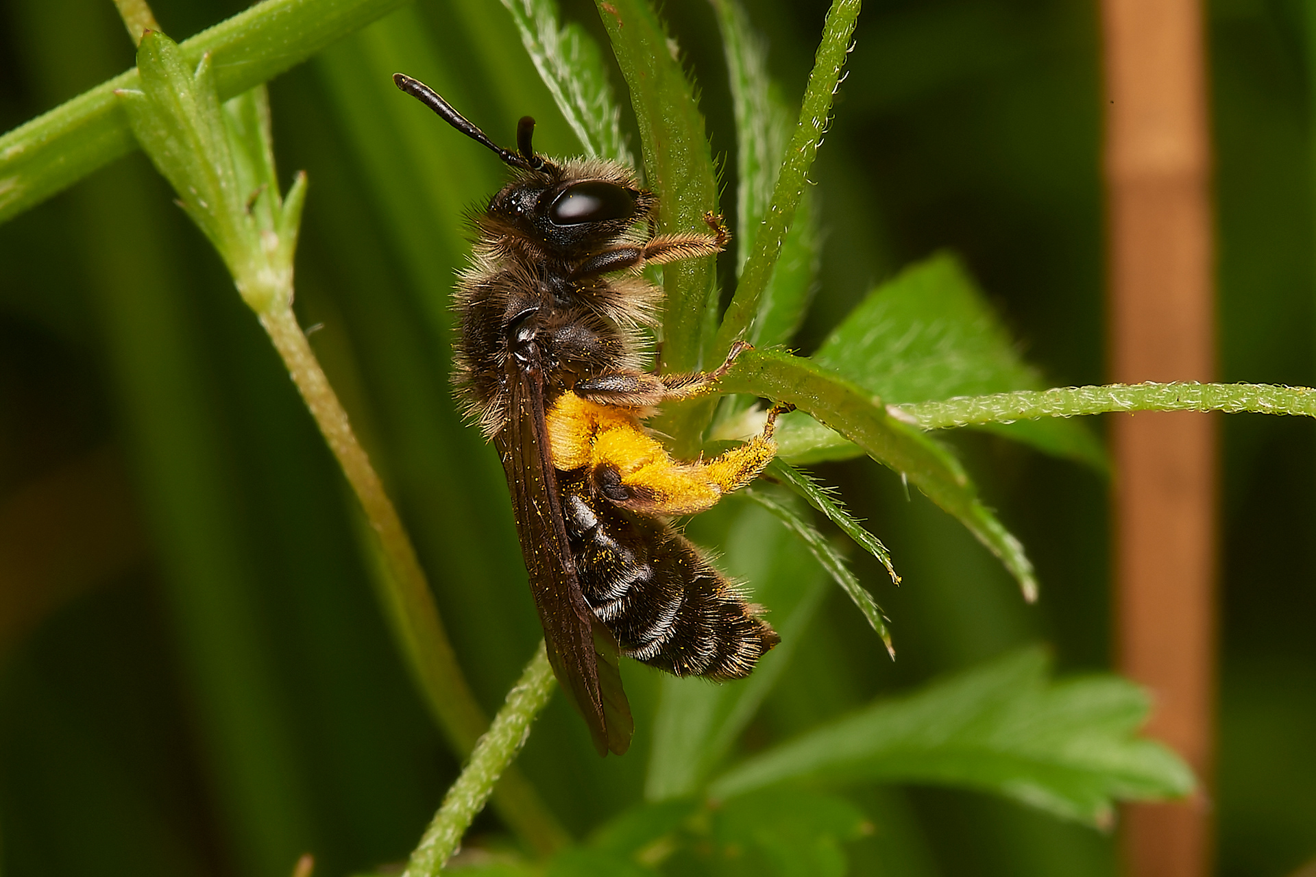 Tormentil Mining bee (Andrena tarsatta)