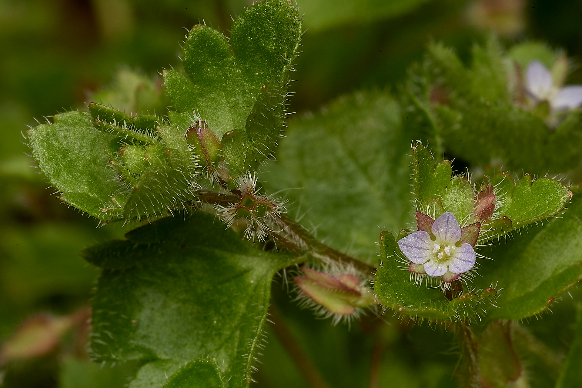 Ivy-leaved Speedwell (Veronica hederifolia) Kelling Heath