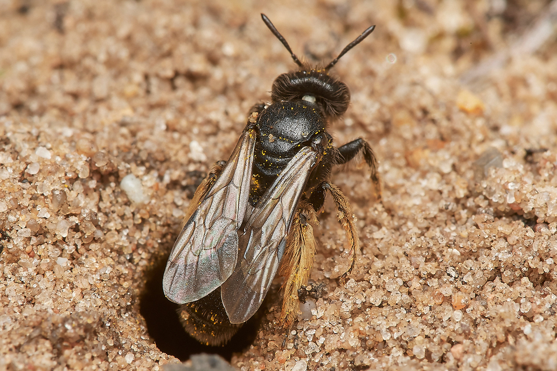 Small Shaggy Bee ♀︎ (Panurgus calcuratus) Santon Downham