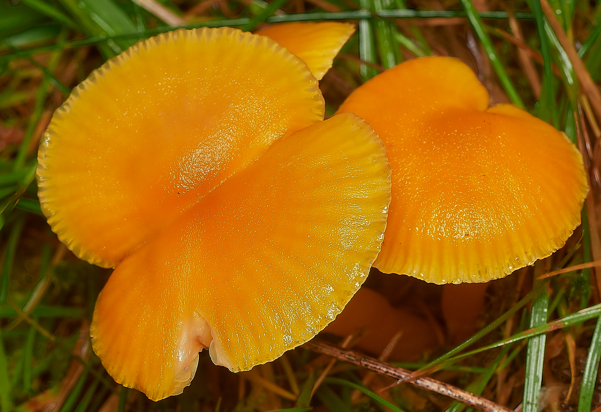 Golden Waxcap (Hygrocybe clorophana) Holkham Park