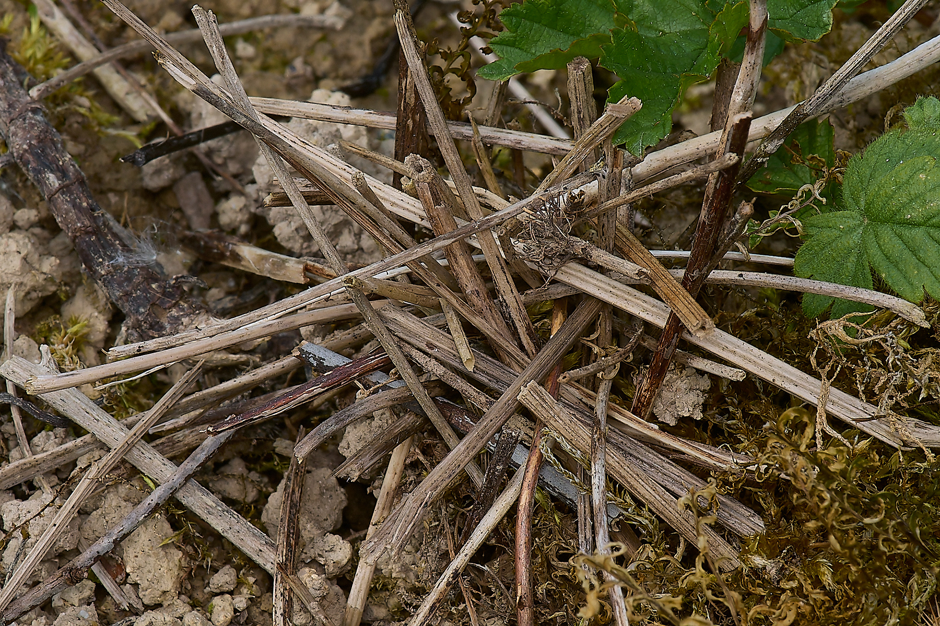 Red-tailed Mason Wasp (Osmia bicolor) Nest