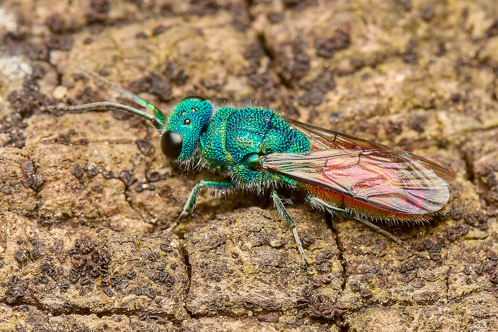 Chrysis terminata ♀︎