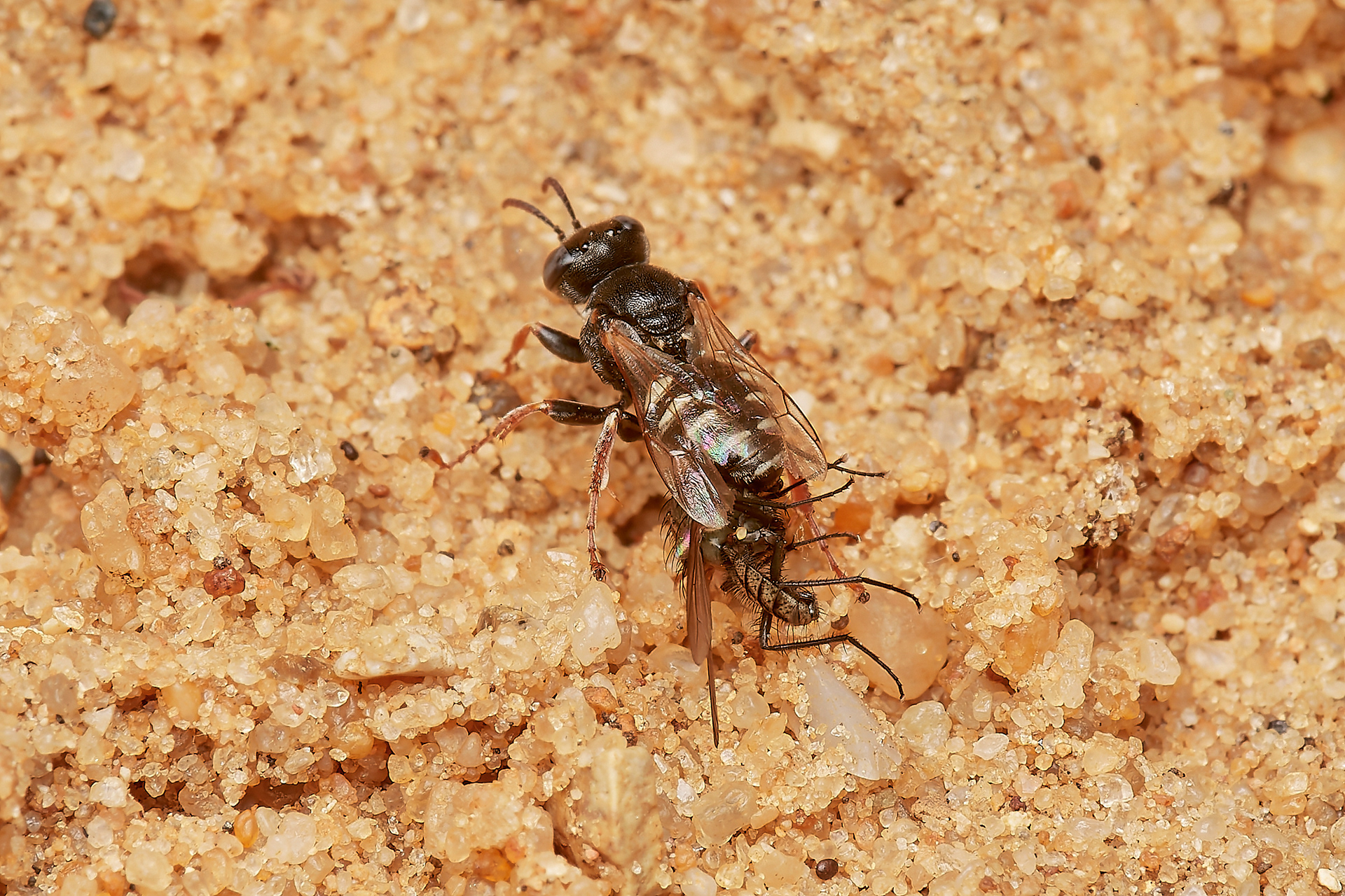 Small Spiny Digger Wasp (Oxybellus uniglumis) Hanworth