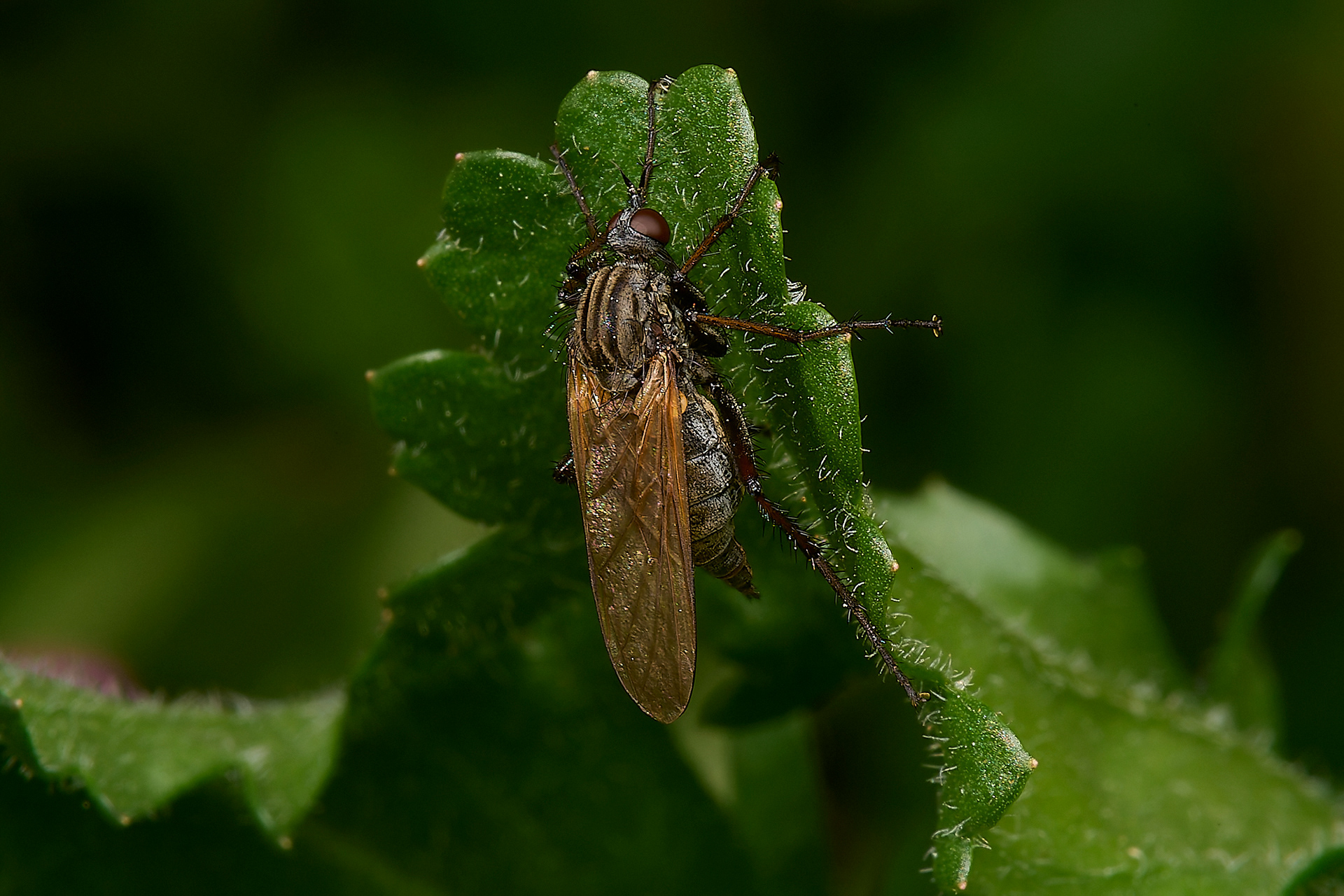 Empis tessellata