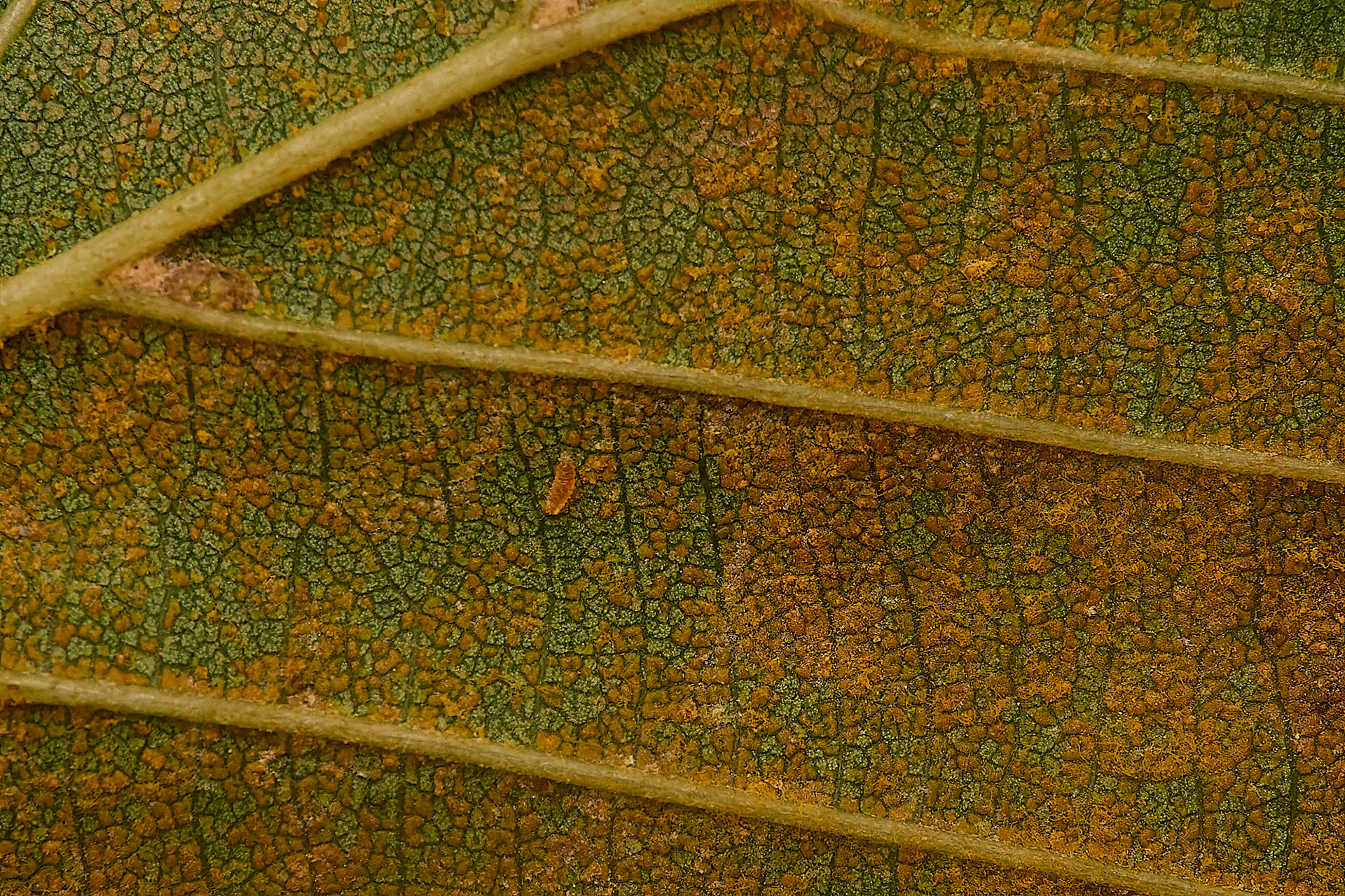 Rust sp?