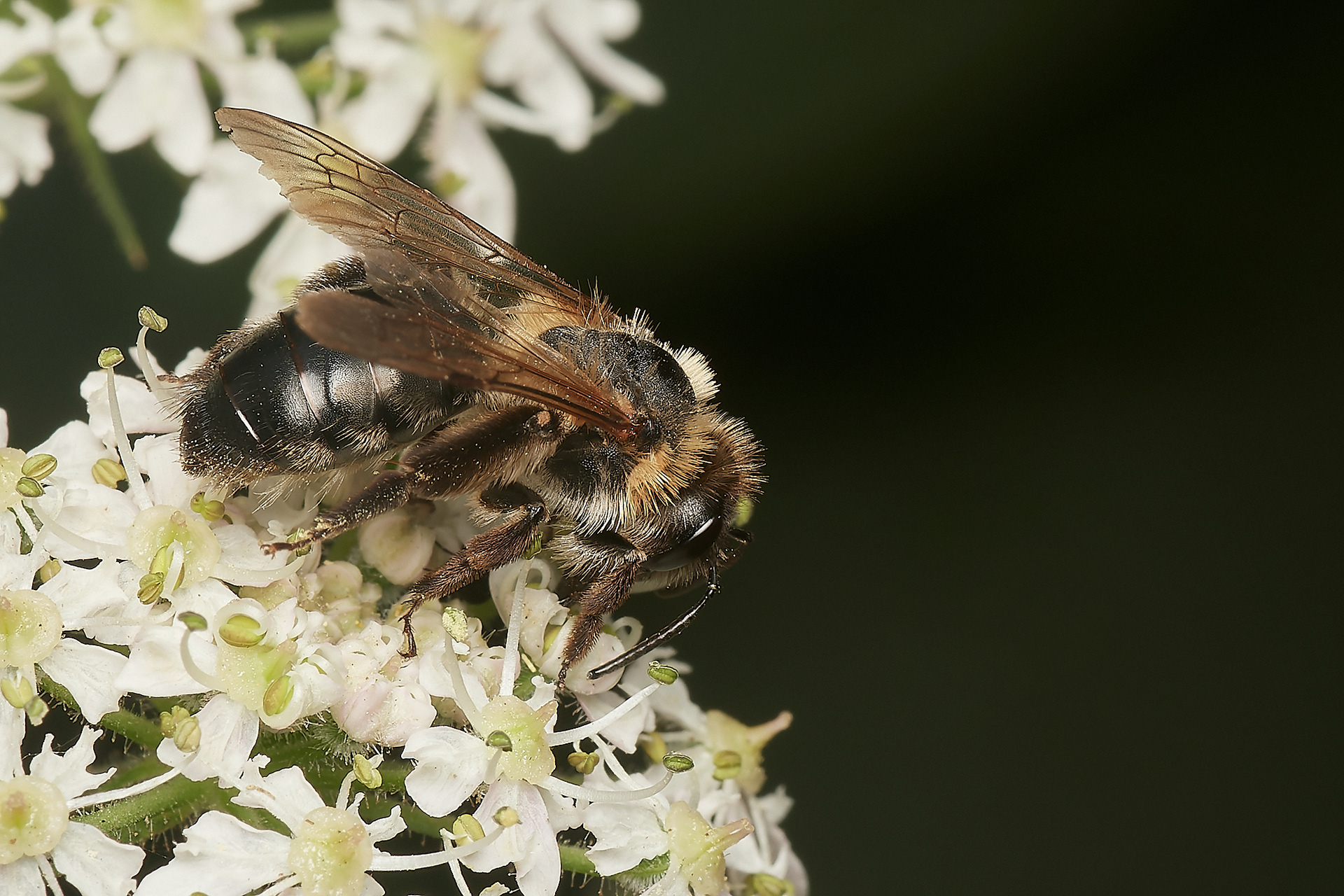 Chocolate Mining Bee♀︎ (Andrena scotica) Hanworth