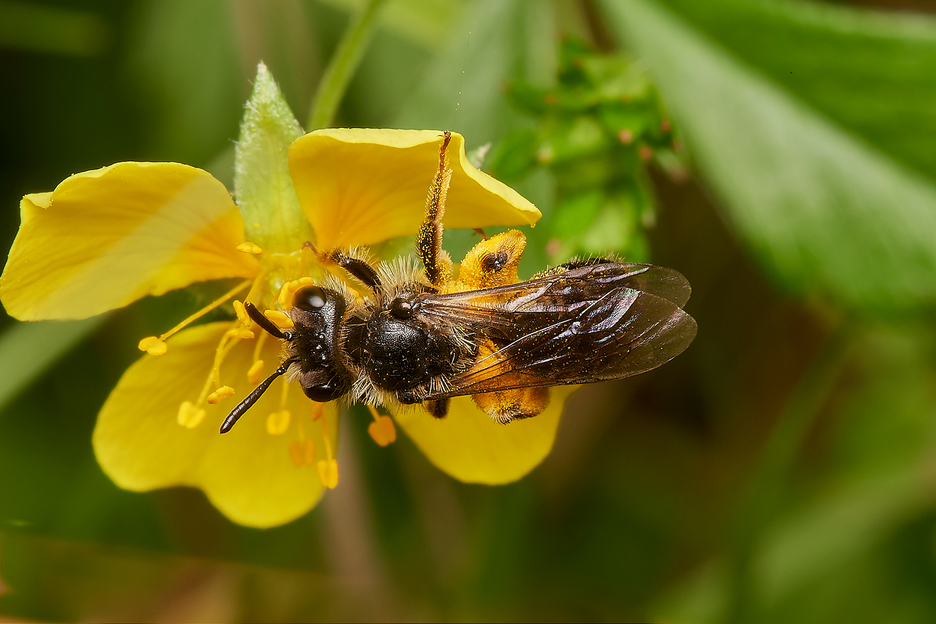 Tormentil Mining bee (Andrena tarsatta)