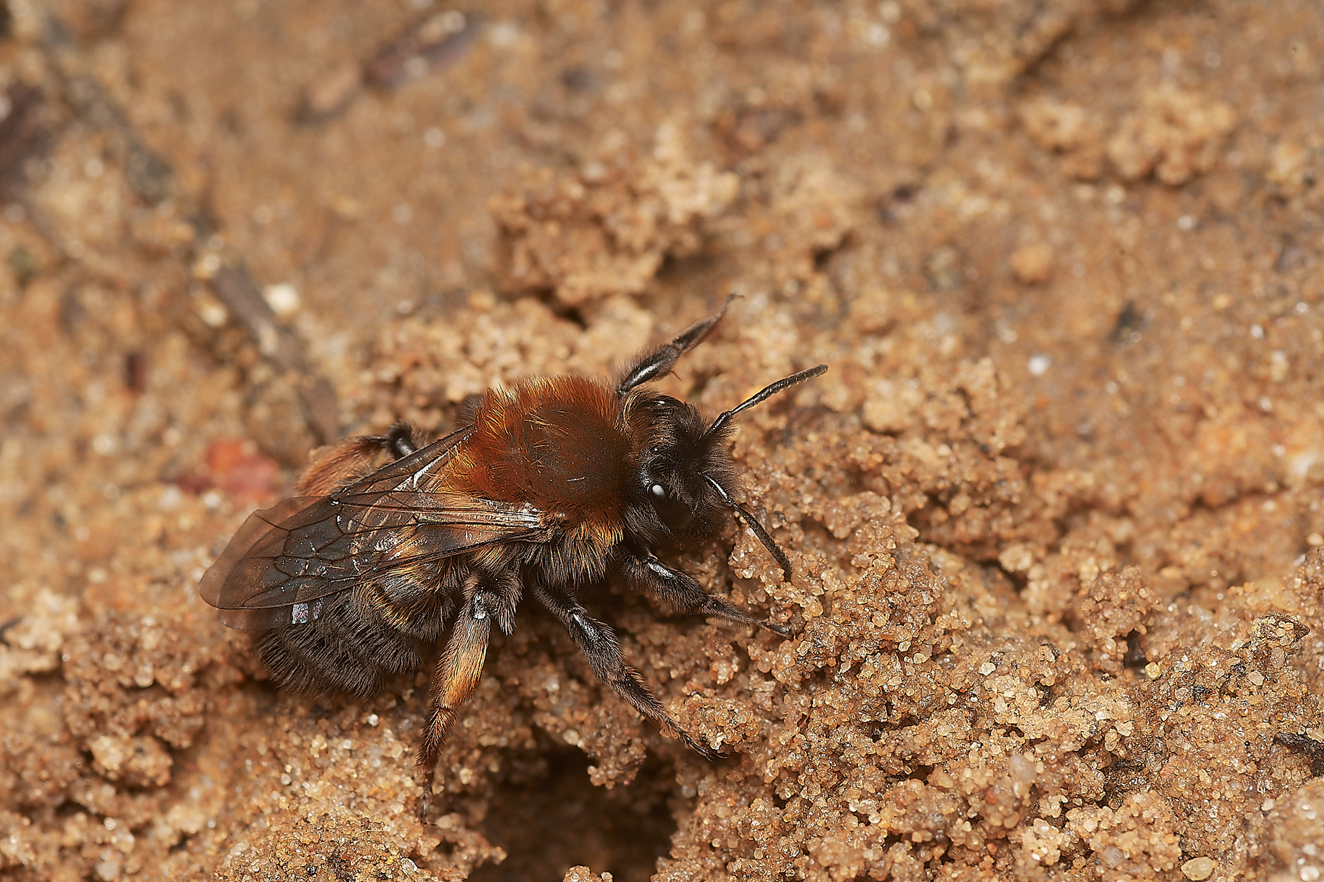 Clark's Mining Bee ♀︎(Andren clarkella) Strumpshaw 03/23
